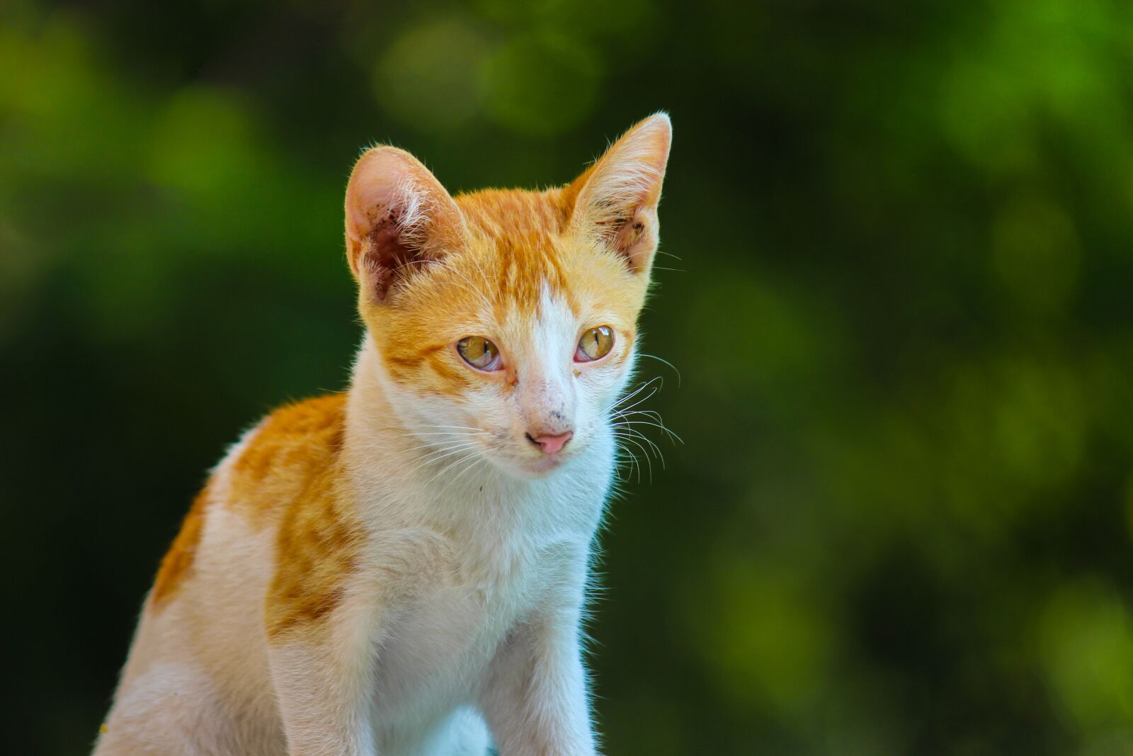 Canon EOS 600D (Rebel EOS T3i / EOS Kiss X5) sample photo. Cat, feline, animal photography