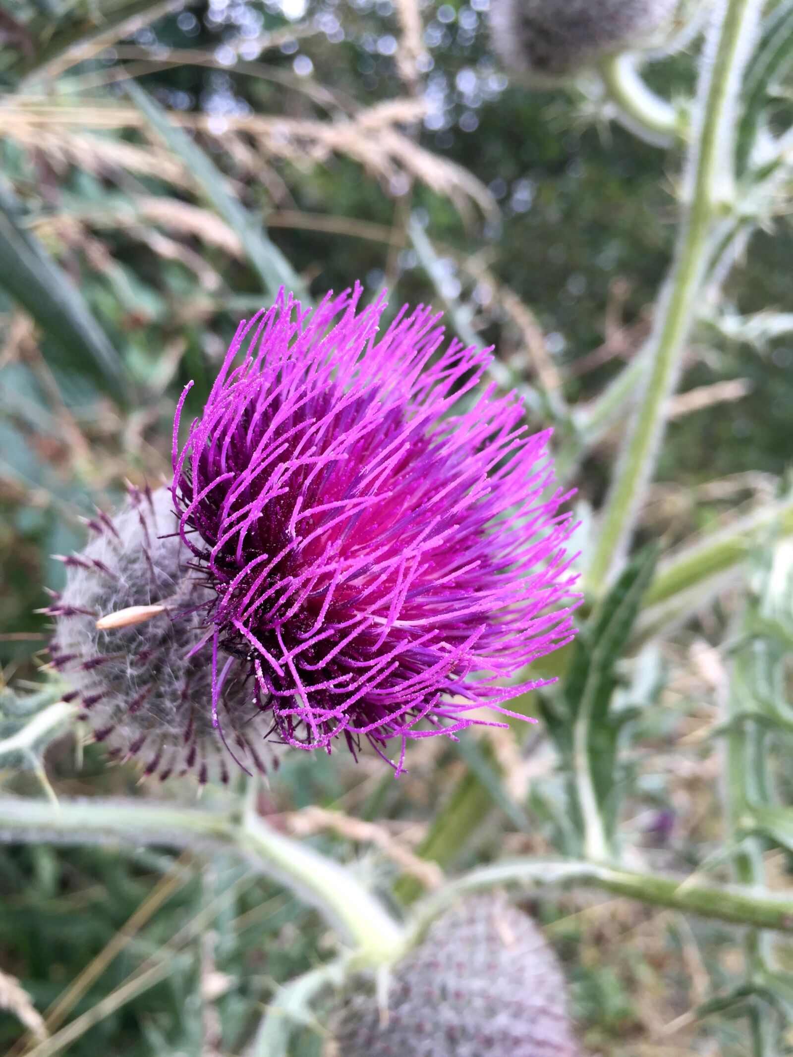 Apple iPhone 6 sample photo. Nature, thistle, flower photography