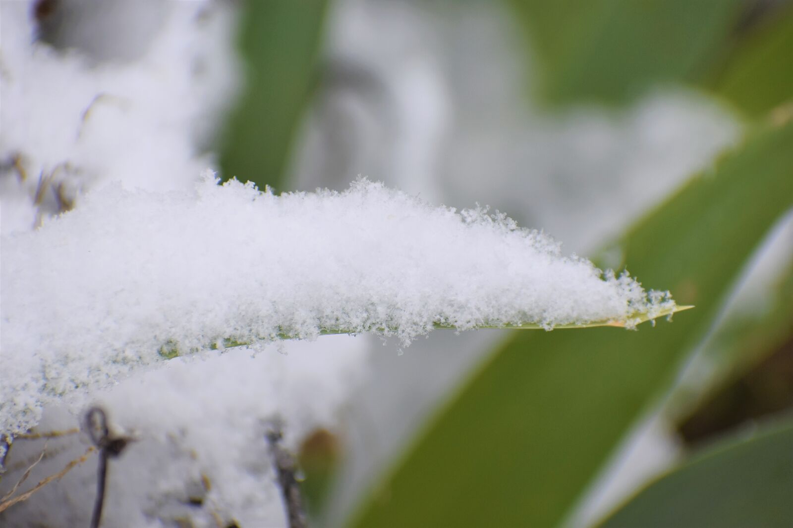 Nikon D3400 sample photo. Nature, outdoors, flora photography