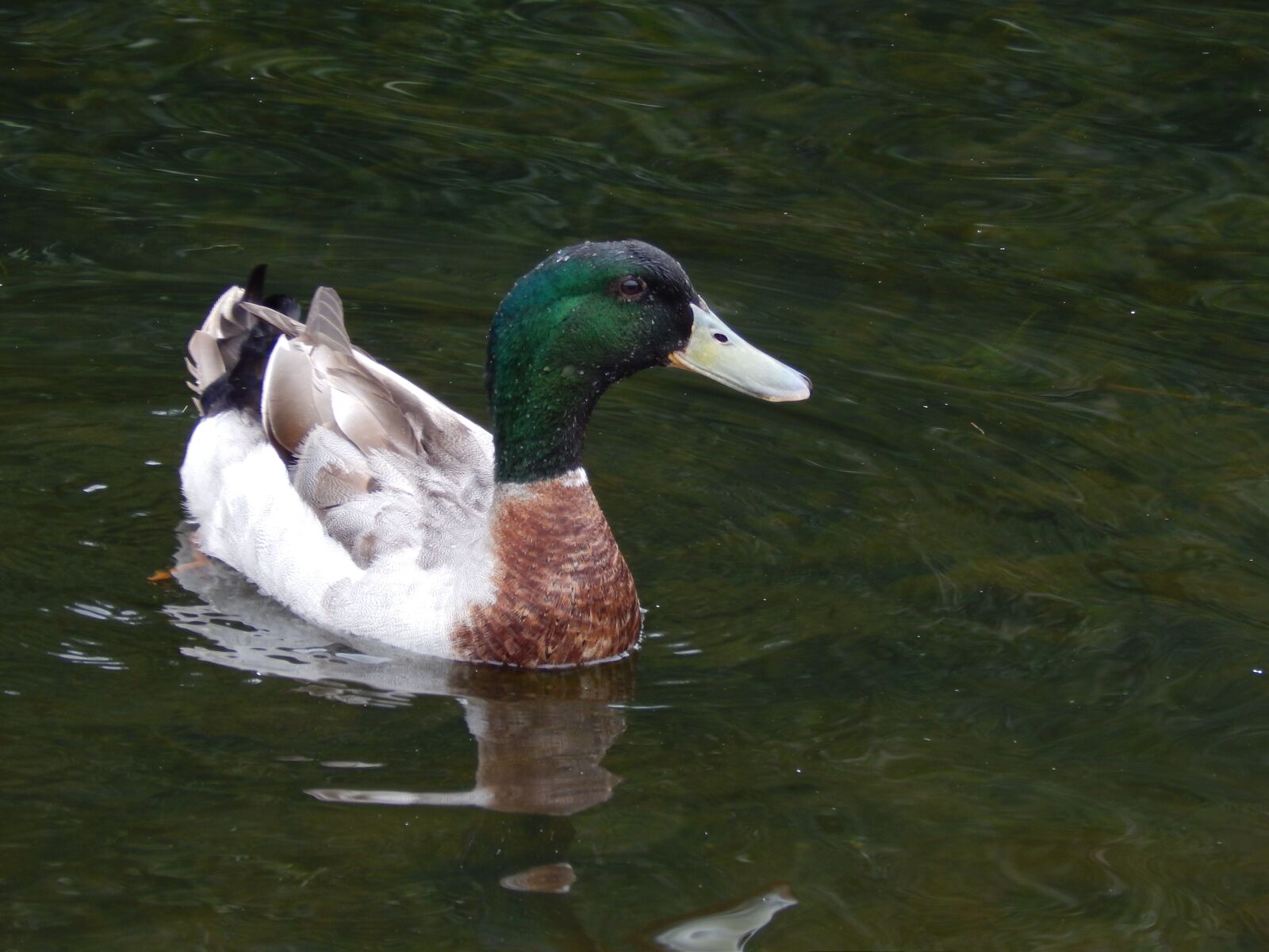 Nikon Coolpix L820 sample photo. Duck, water, river photography