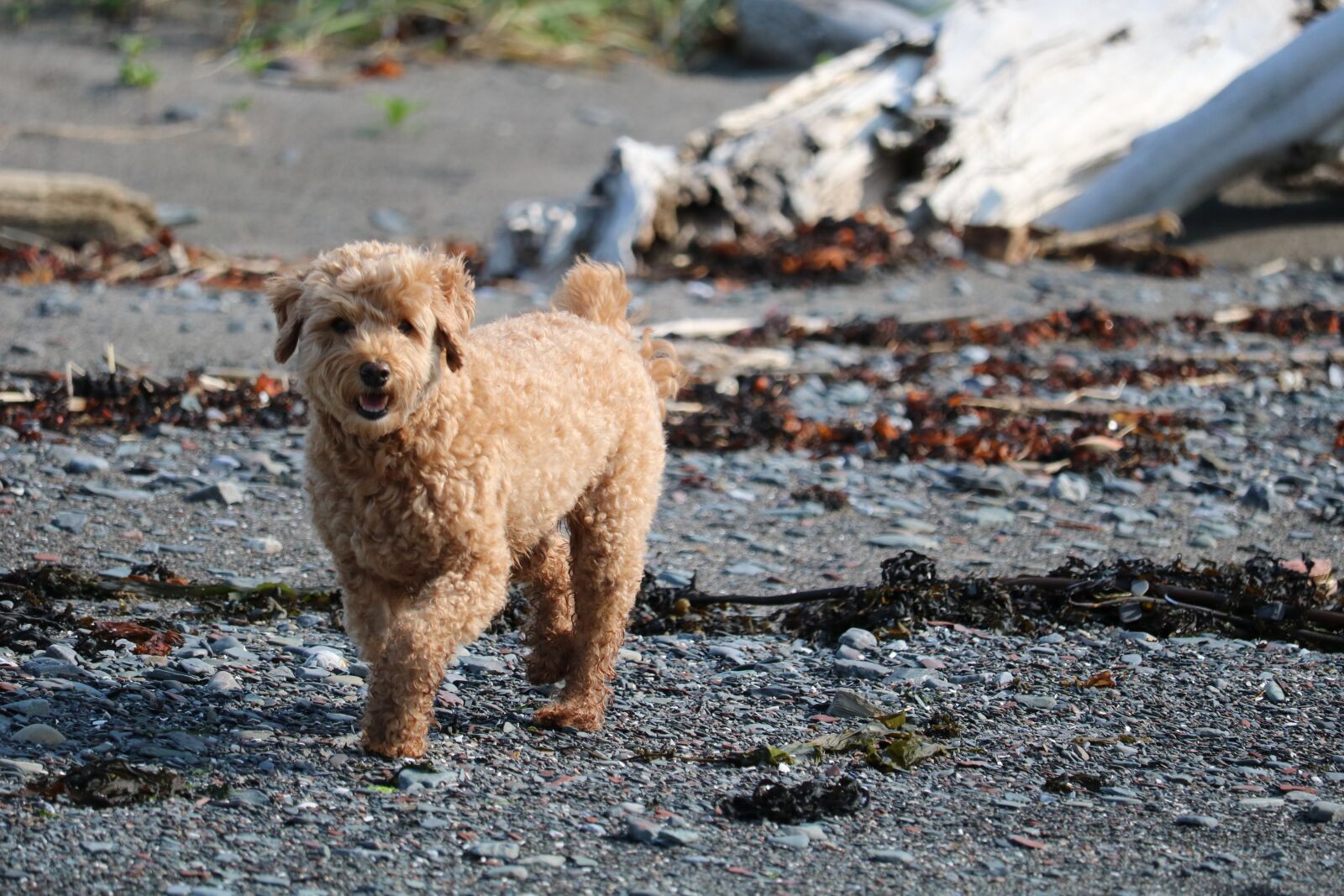 Canon EOS 750D (EOS Rebel T6i / EOS Kiss X8i) + Canon EF-S 55-250mm F4-5.6 IS STM sample photo. Dog, roux, beach photography
