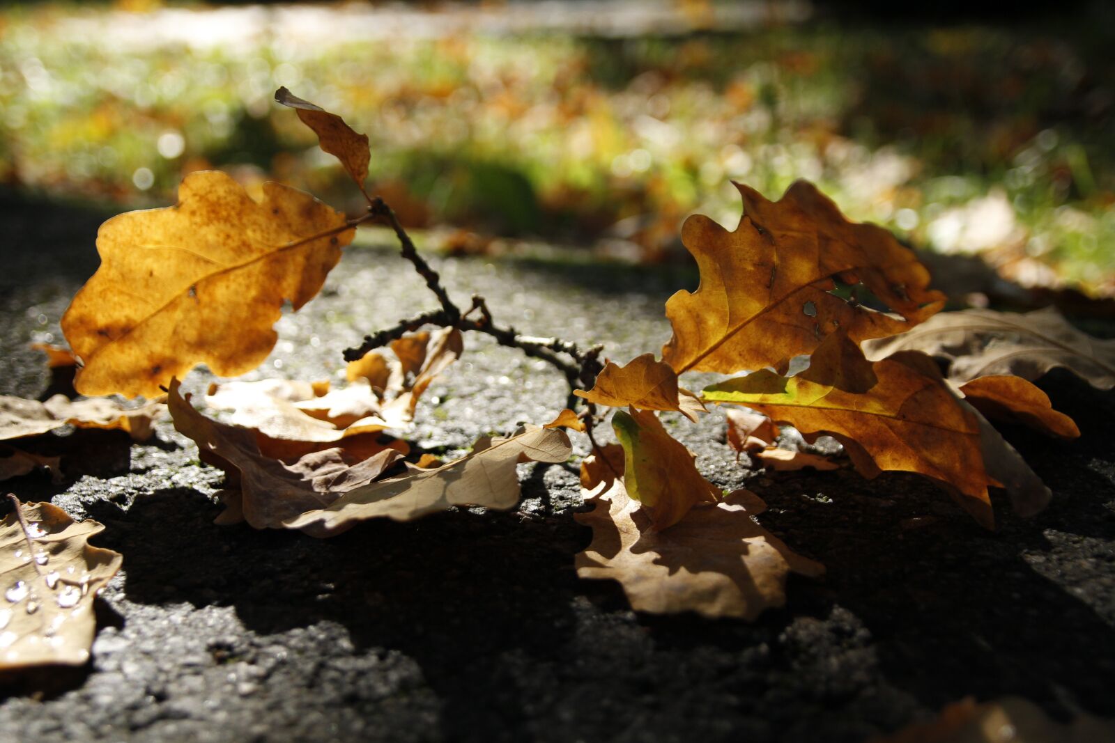 Canon EOS 60D sample photo. Dry, sheet, yellow photography