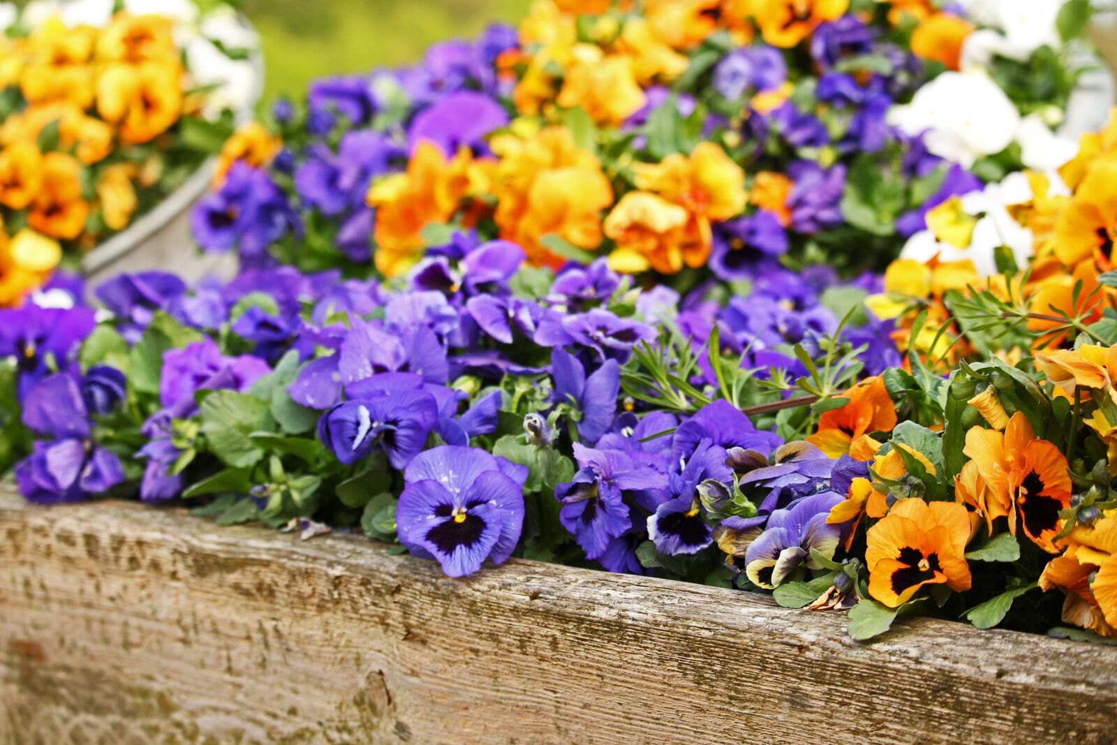 Canon EF-S 55-250mm F4-5.6 IS STM sample photo. Pansy, spring, garden photography