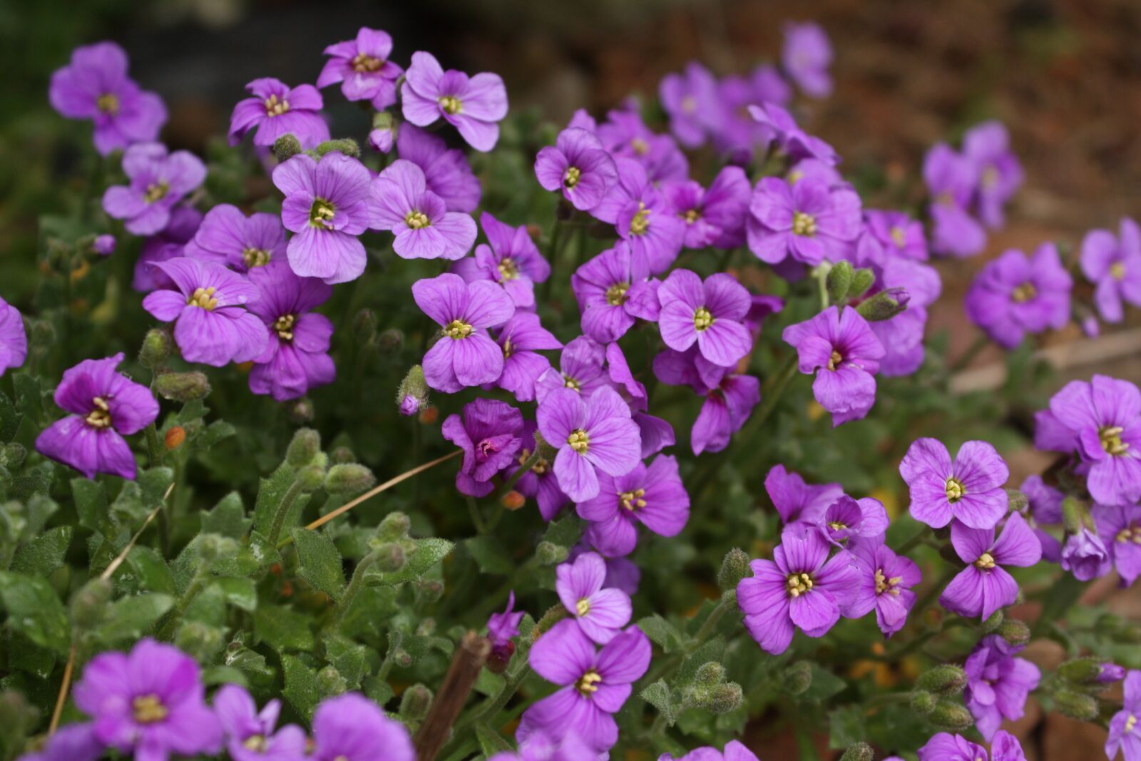 Canon EOS 450D (EOS Rebel XSi / EOS Kiss X2) sample photo. Aubrieta deltoidea, violet, spring photography