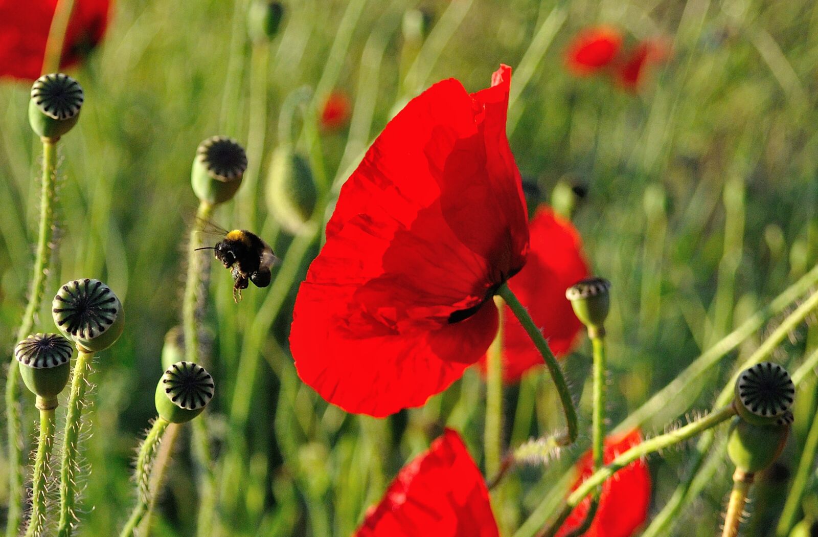 Nikon D5000 sample photo. Poppy, bee, hummel photography