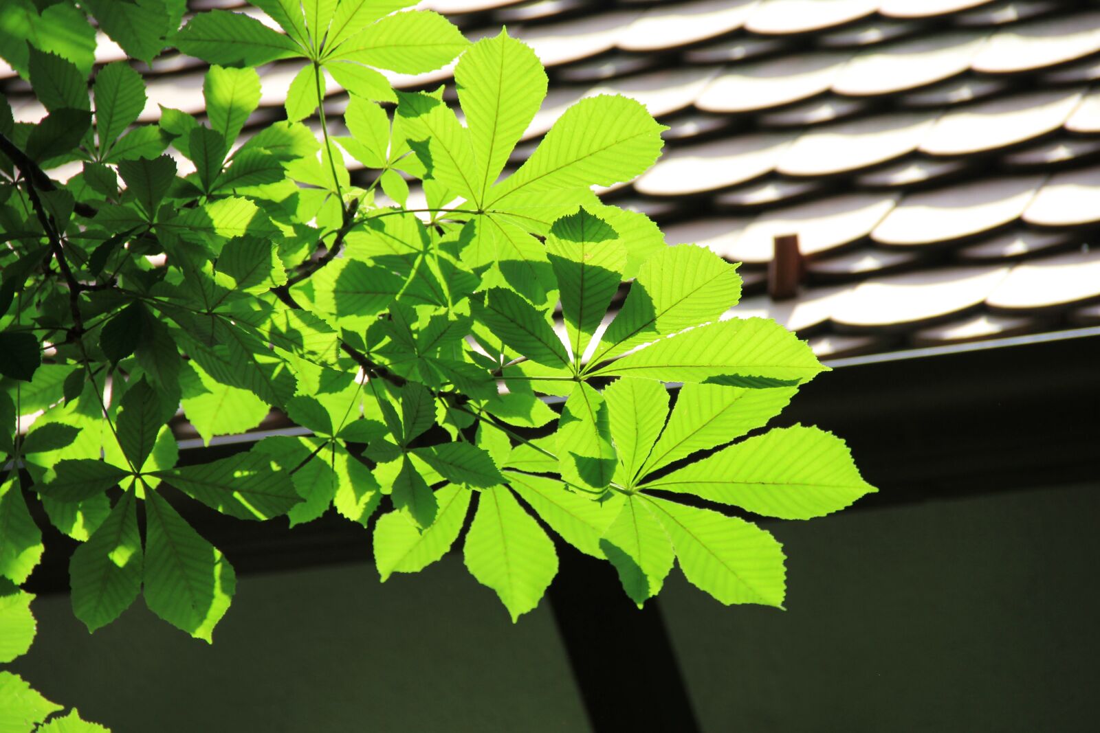 Canon EOS 550D (EOS Rebel T2i / EOS Kiss X4) sample photo. Chestnut, top, light shadow photography