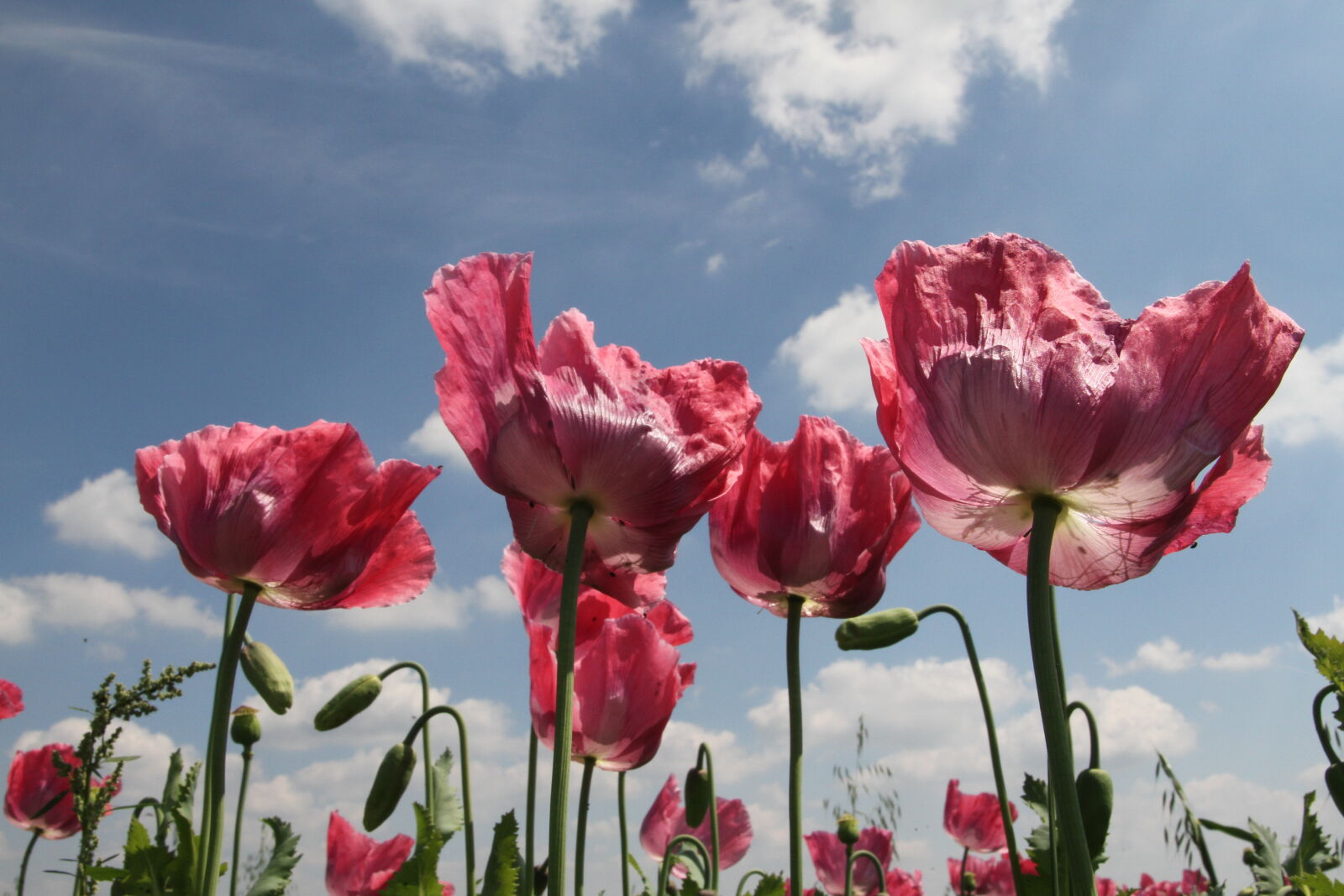 Canon EOS 7D + Sigma 17-70mm F2.8-4 DC Macro OS HSM sample photo. Field, flowers, natural, nature photography