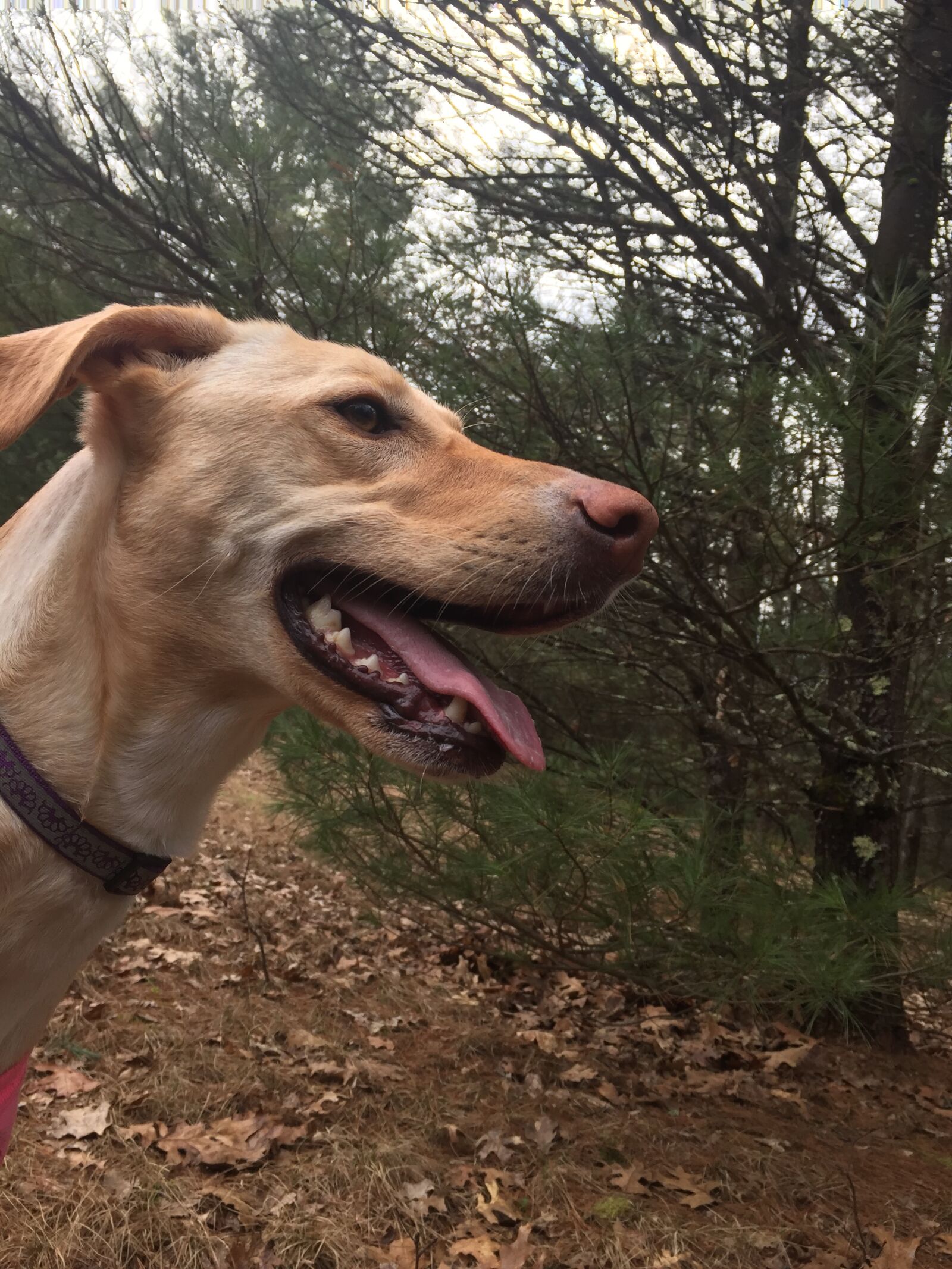 Apple iPhone 6 sample photo. Lurcher photography
