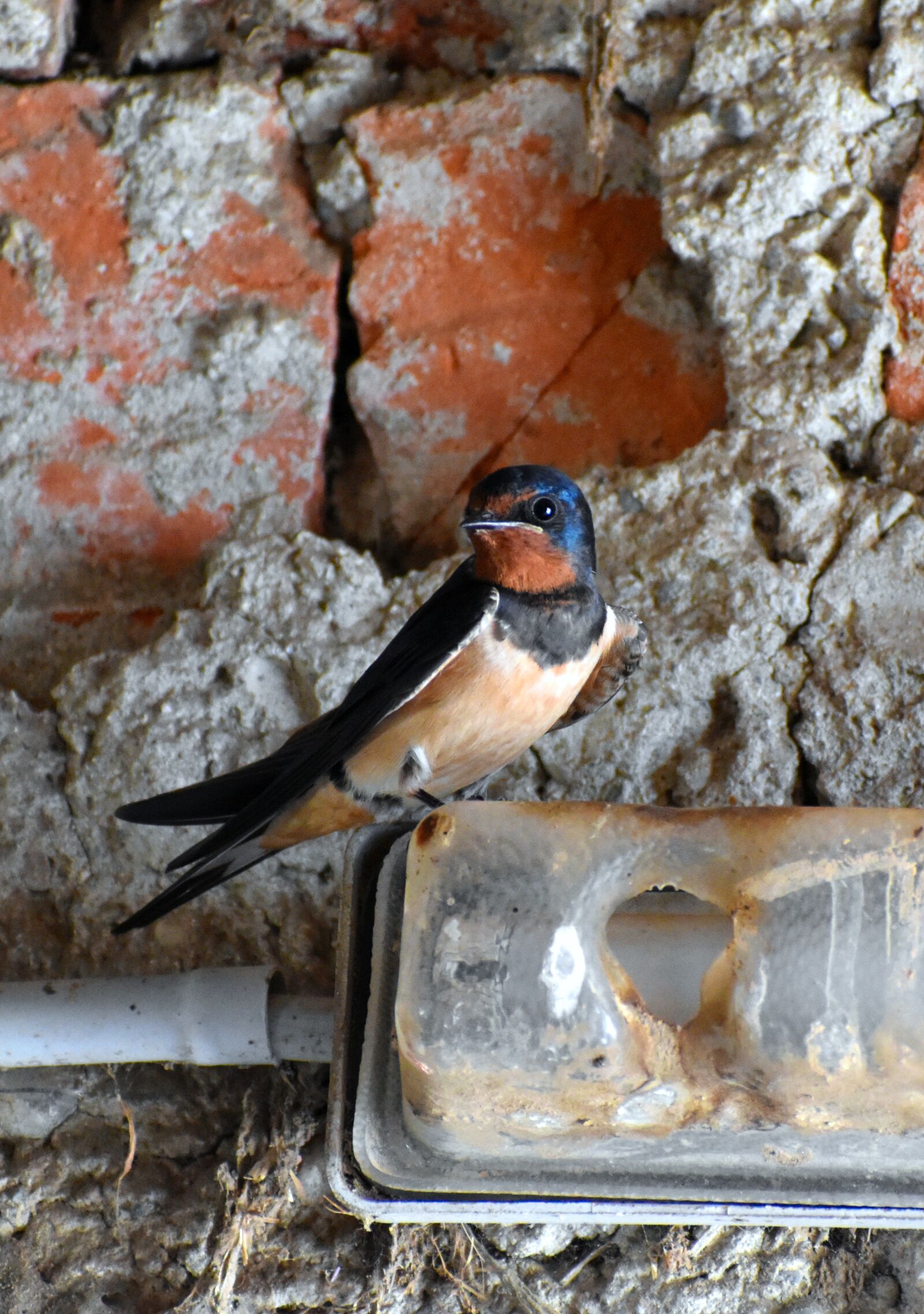 Nikon D3500 sample photo. Barn swallow, schwalbe, barn photography