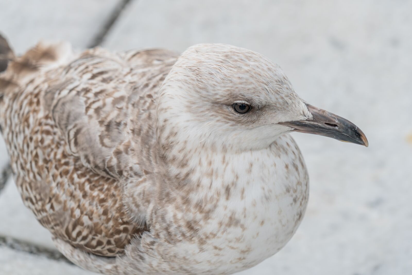 Sony a7R II + Sony FE 24-240mm F3.5-6.3 OSS sample photo. Seagull, bird, animal photography