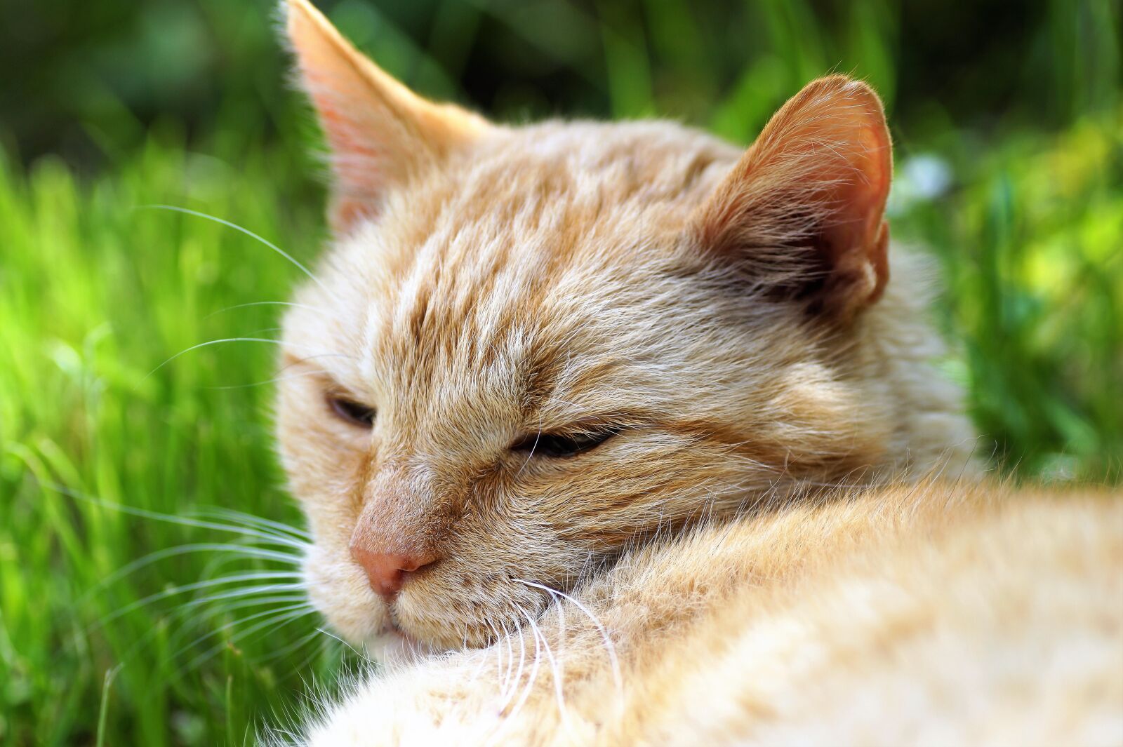 Sony SLT-A58 sample photo. Cat, home, pet photography