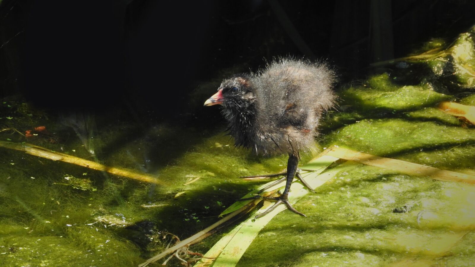 Nikon Coolpix P610 sample photo. The moorhen, bird, chicken photography