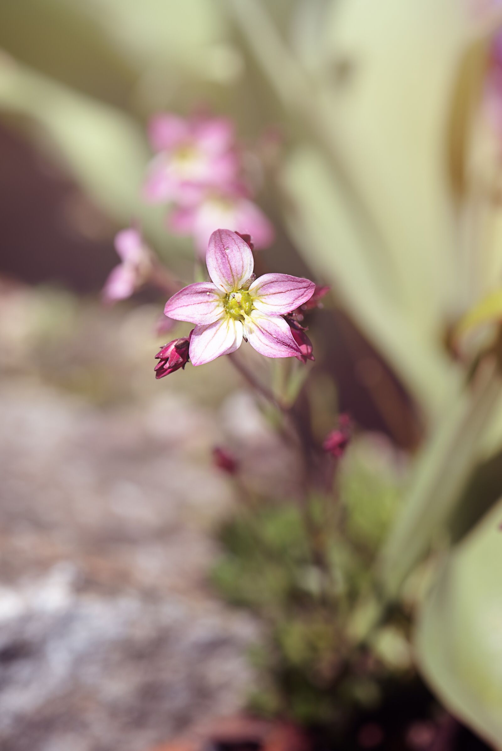 Nikon D750 sample photo. Flower, blossom, bloom photography