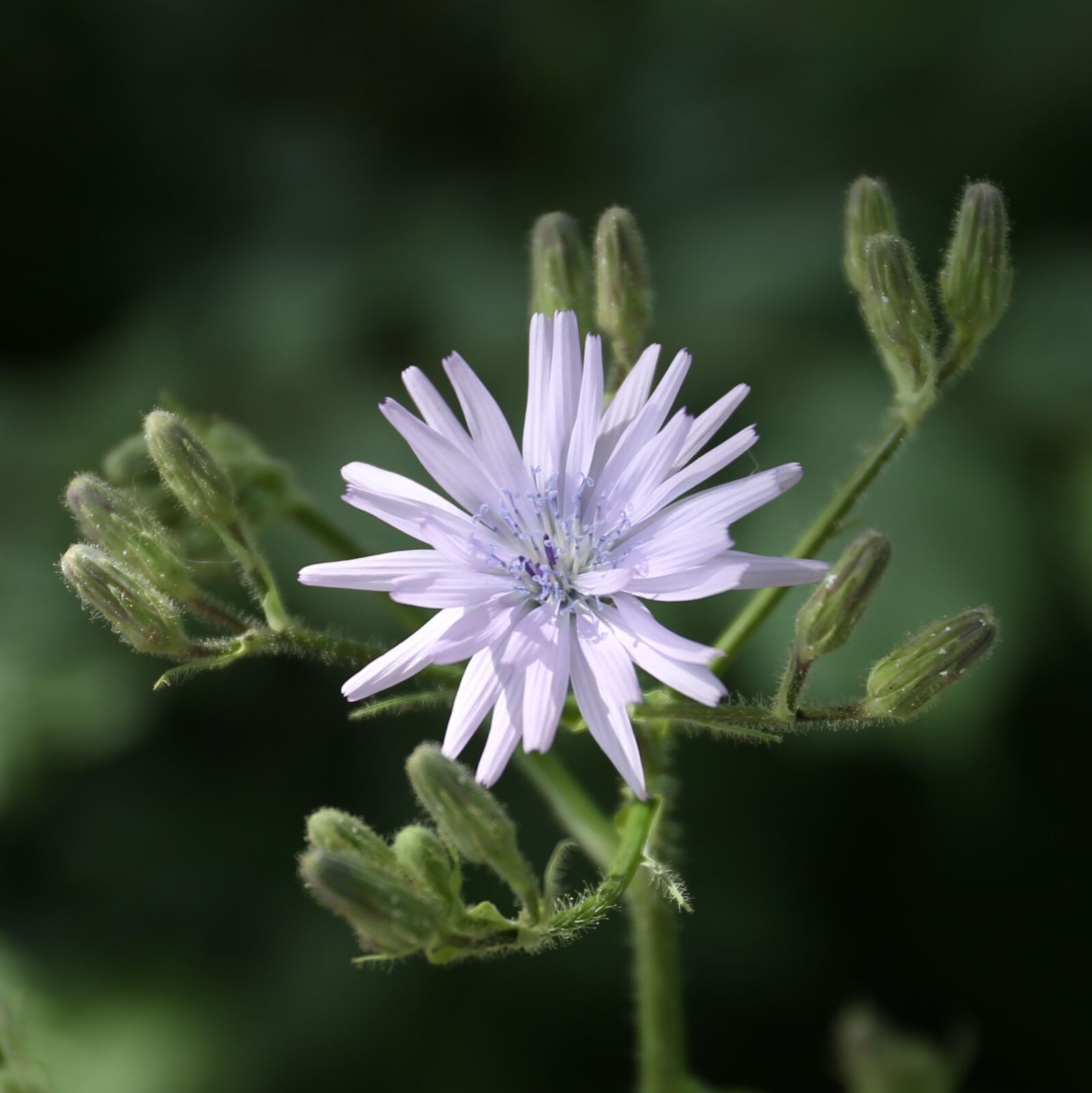 Canon EF 24-70mm F4L IS USM sample photo. Flower, weeds, plant photography