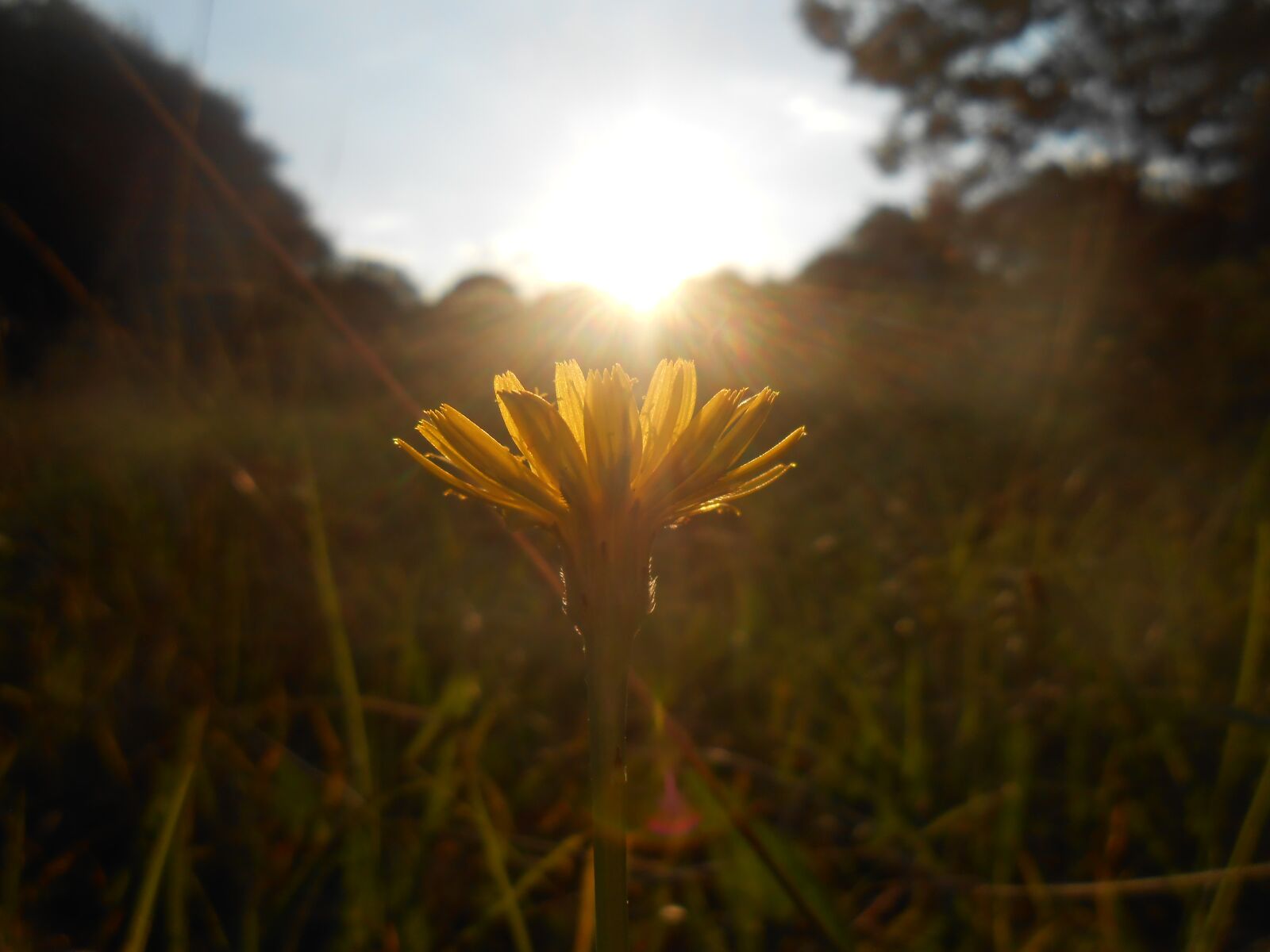 Nikon Coolpix S3300 sample photo. Flower, sunset, close up photography