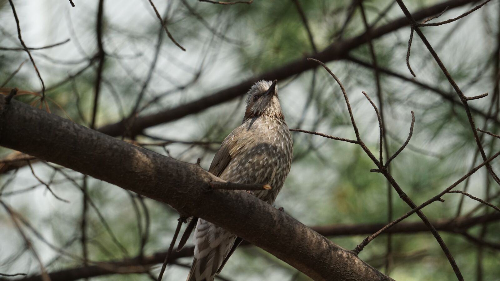 Sony E 55-210mm F4.5-6.3 OSS sample photo. Nature, wood, new photography