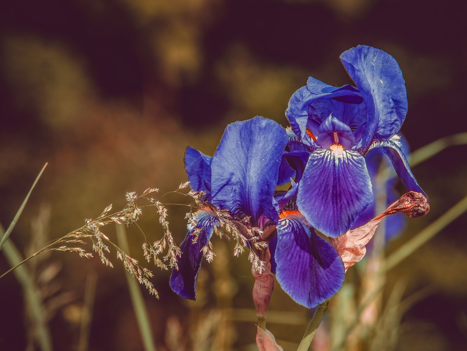 Fujifilm XF 55-200mm F3.5-4.8 R LM OIS sample photo. Flower, iris, blossom photography