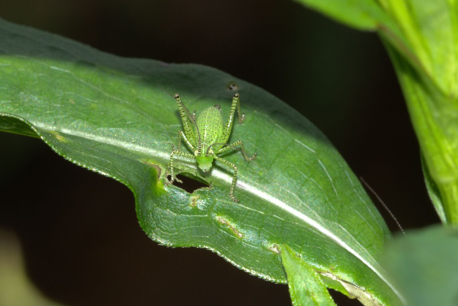 Nikon D5200 sample photo. Viridissima, deciduous locust, insect photography