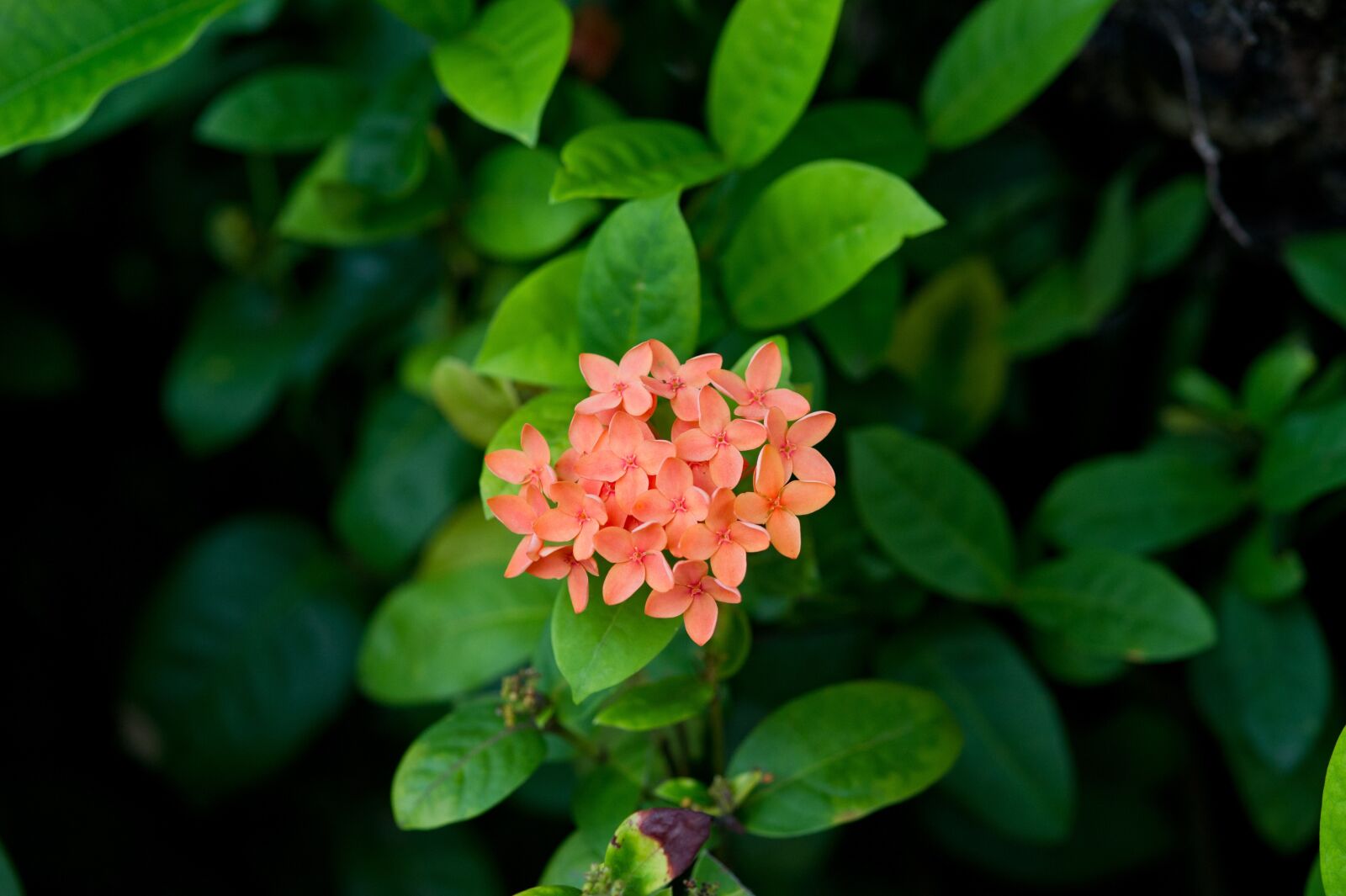 Nikon D3S sample photo. Nature, flowers, plants photography