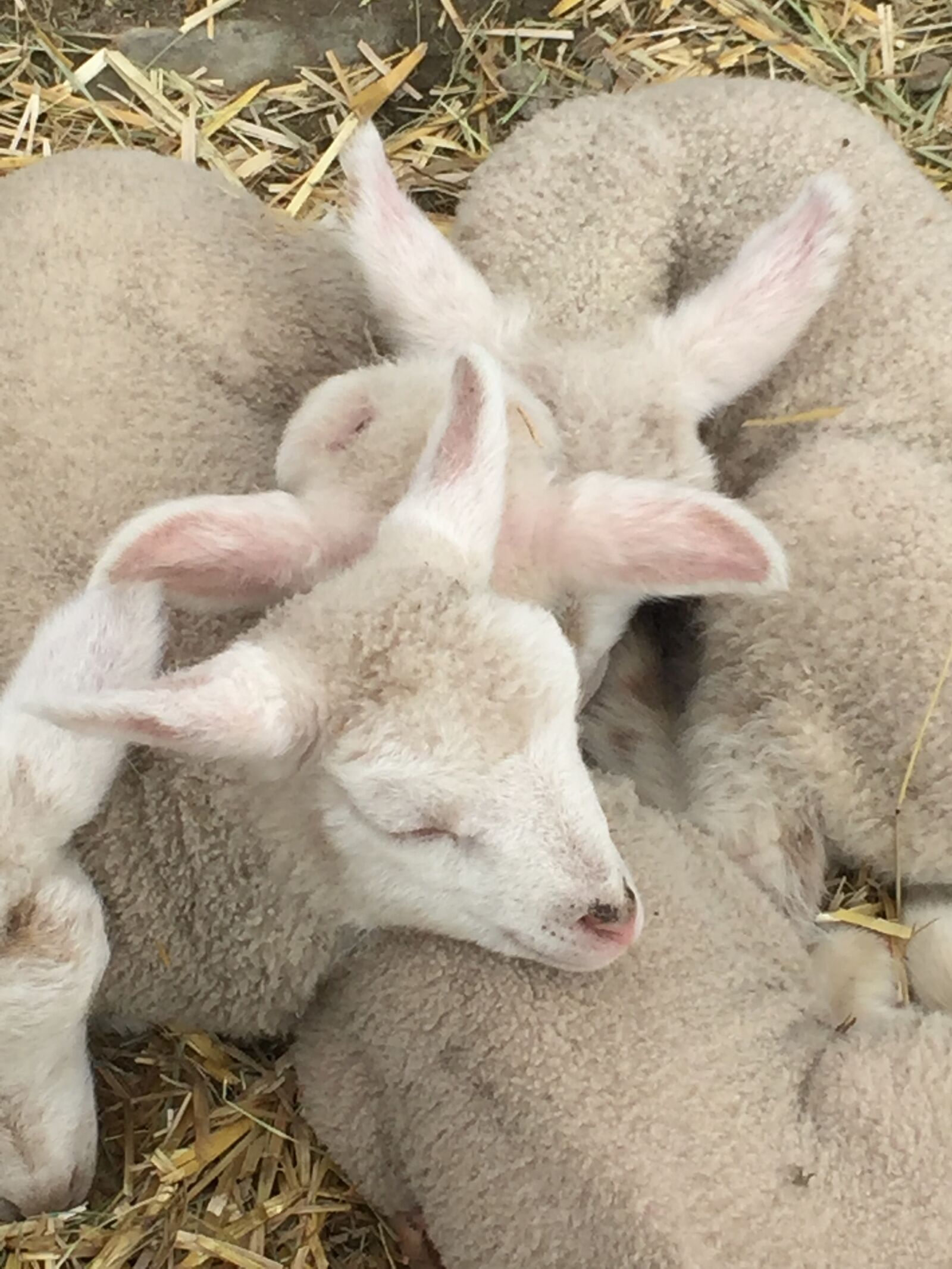 iPhone 6 back camera 4.15mm f/2.2 sample photo. Animal, farm, farm, animal photography