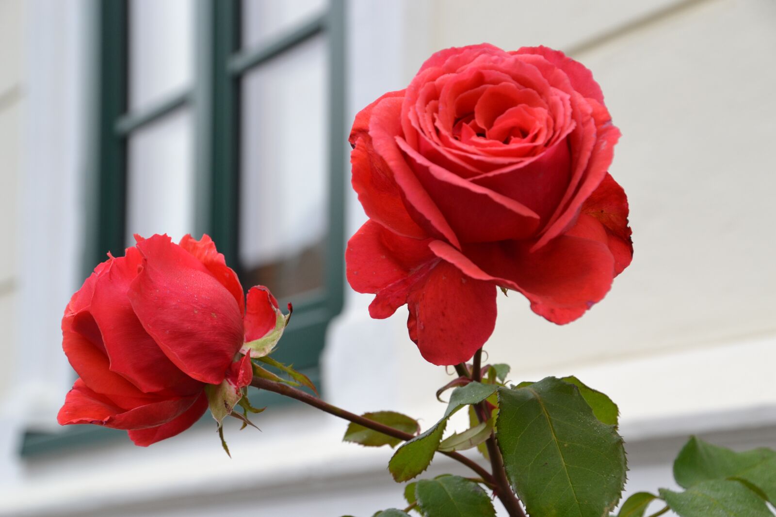 Nikon D3100 sample photo. Rose, red, window photography