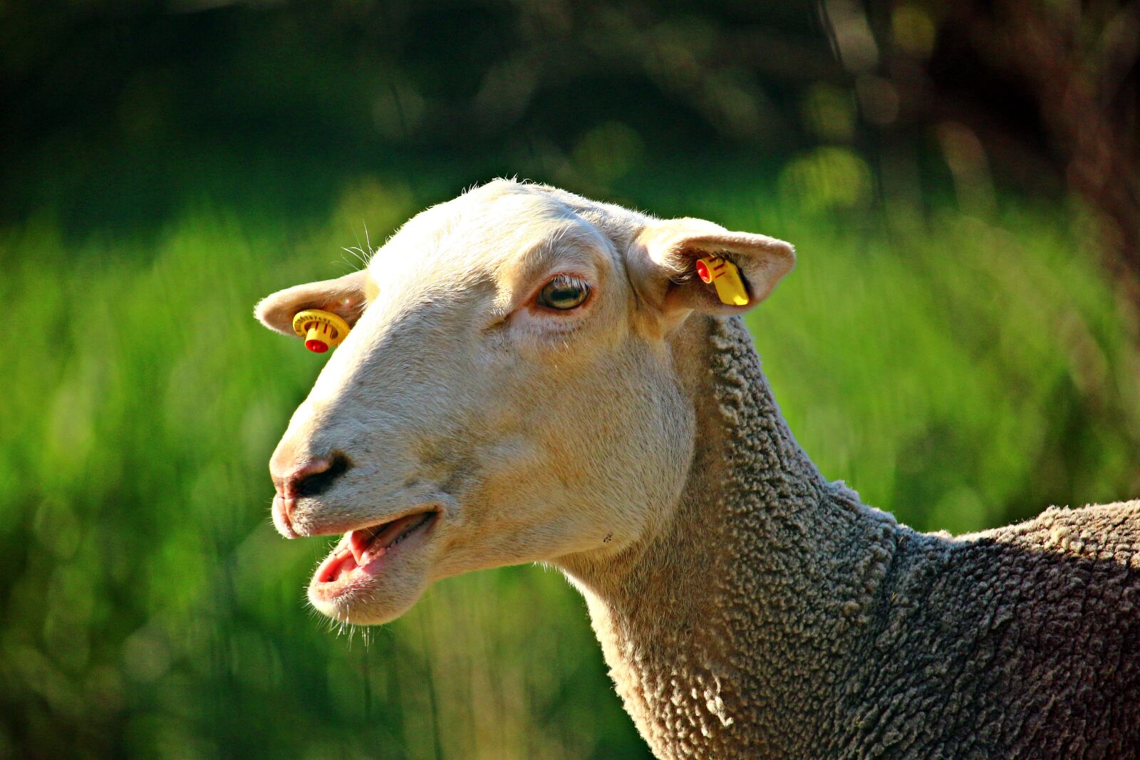Canon EOS 100D (EOS Rebel SL1 / EOS Kiss X7) sample photo. Sheep, bleat, animal photography