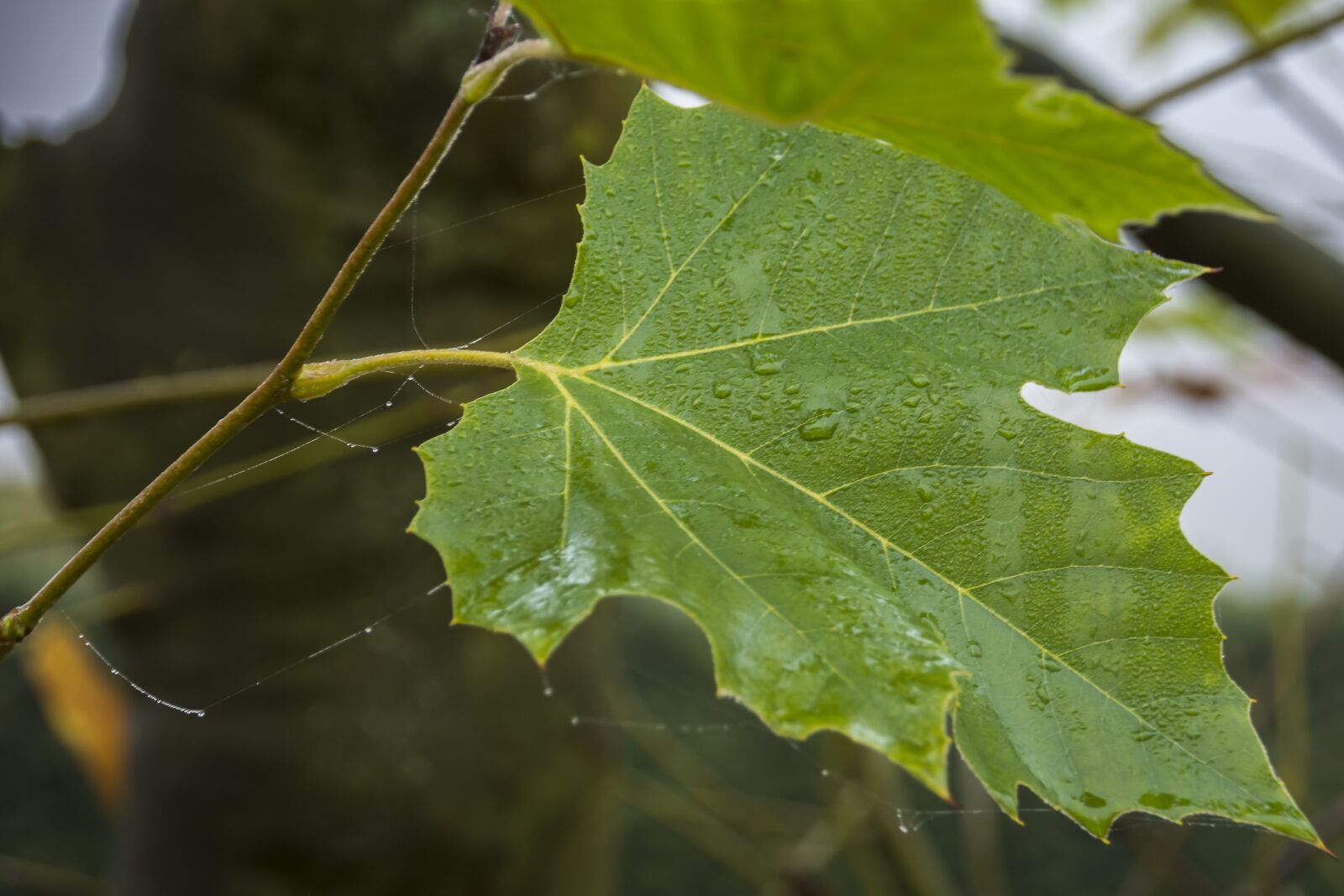 Nikon D7200 sample photo. Nature, leaf, forest photography