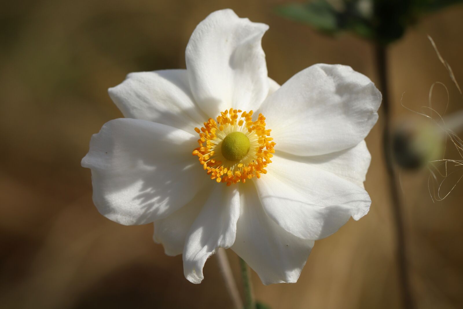 Canon EOS 800D (EOS Rebel T7i / EOS Kiss X9i) sample photo. Fall anemone, blossom, bloom photography