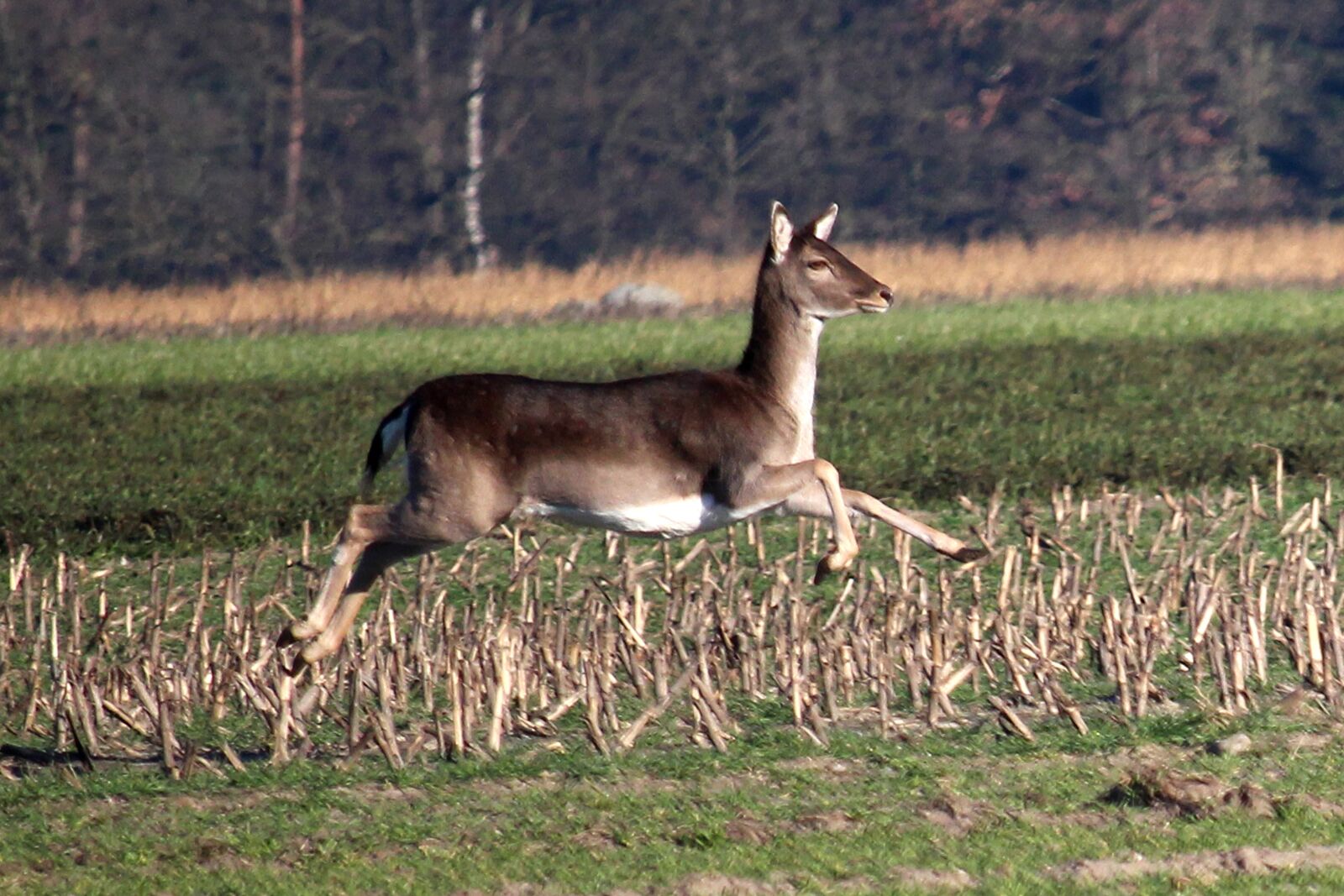Canon EF-S 55-250mm F4-5.6 IS STM sample photo. Fallow deer, jump, arable photography
