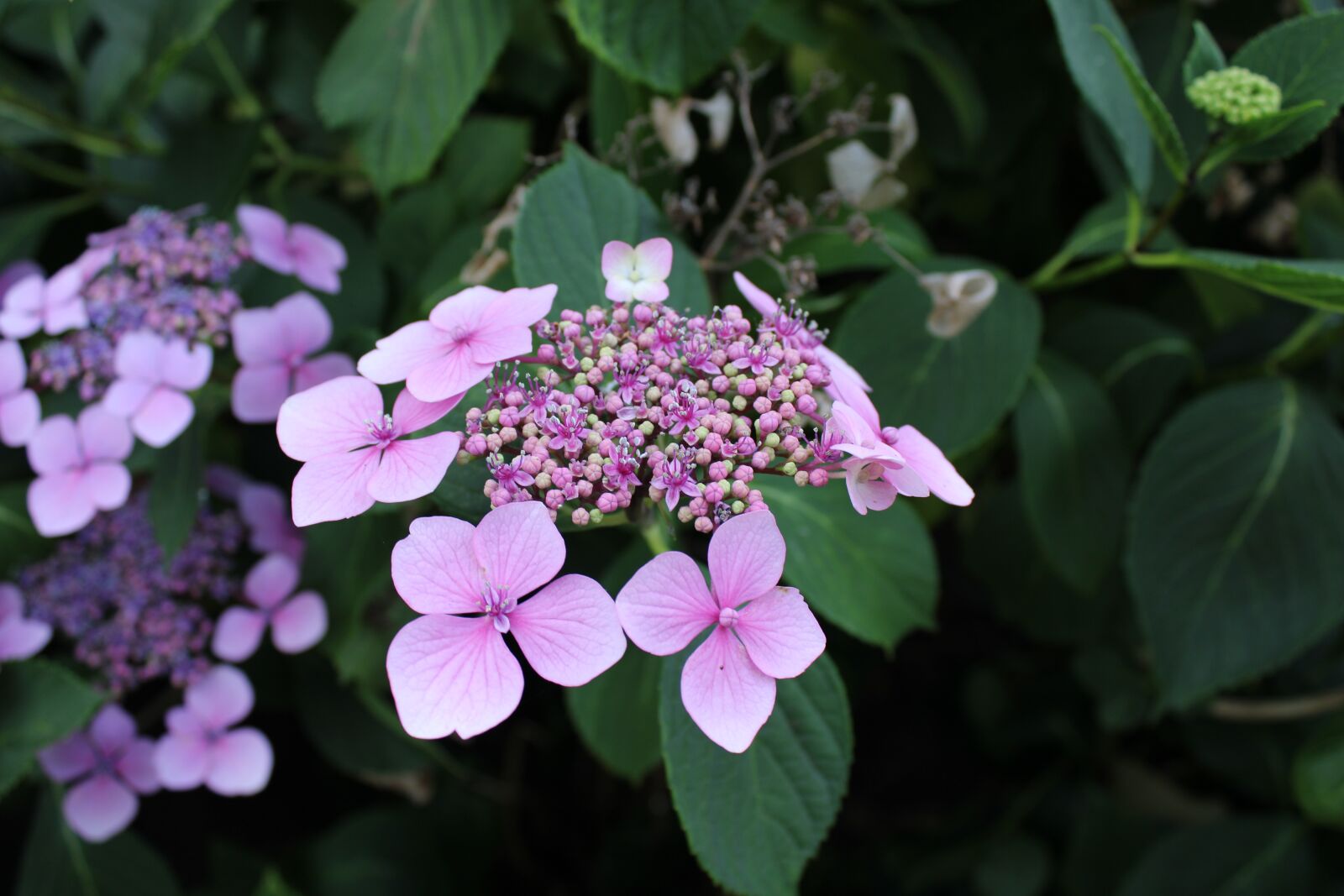 Canon EOS 2000D (EOS Rebel T7 / EOS Kiss X90 / EOS 1500D) sample photo. Plant, flower, nature photography
