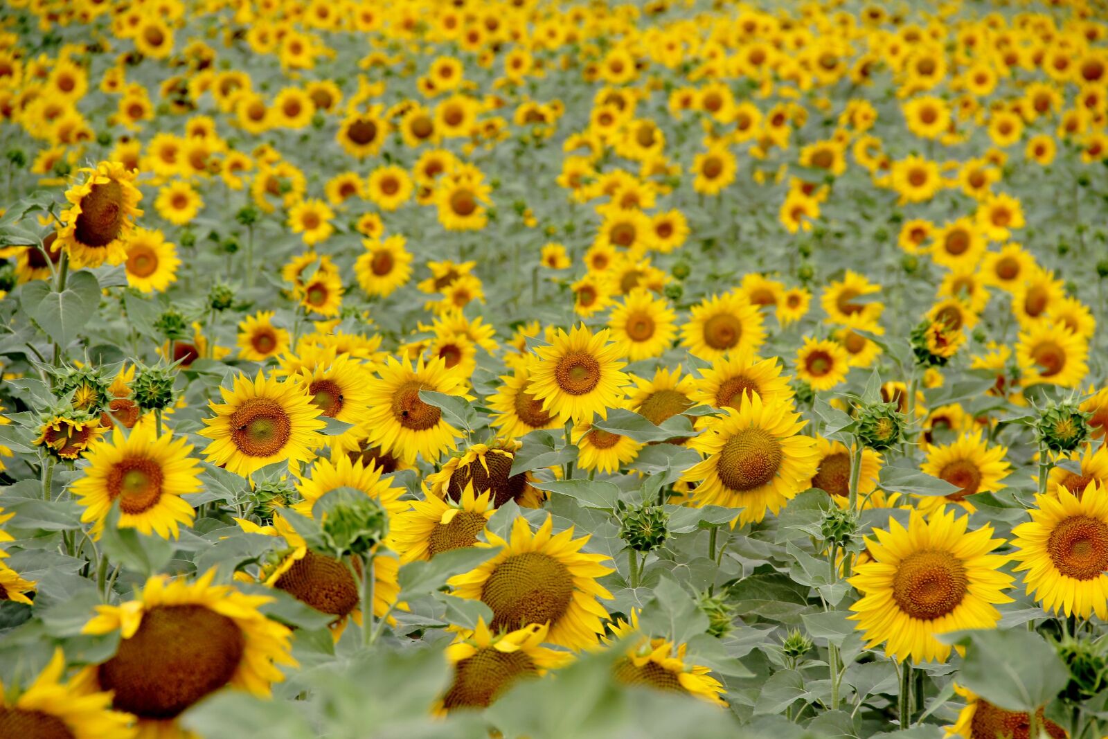 Canon EOS 550D (EOS Rebel T2i / EOS Kiss X4) sample photo. Sunflower, field, summer photography