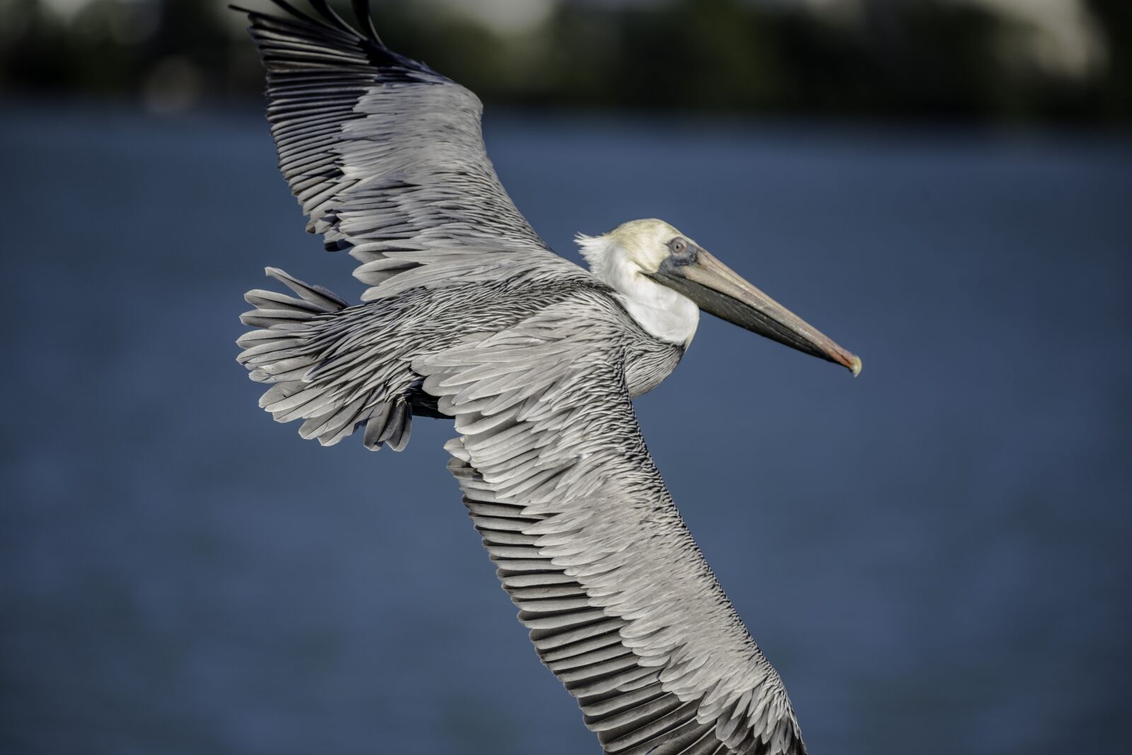 Nikon D750 sample photo. Pelican, flying, wings photography