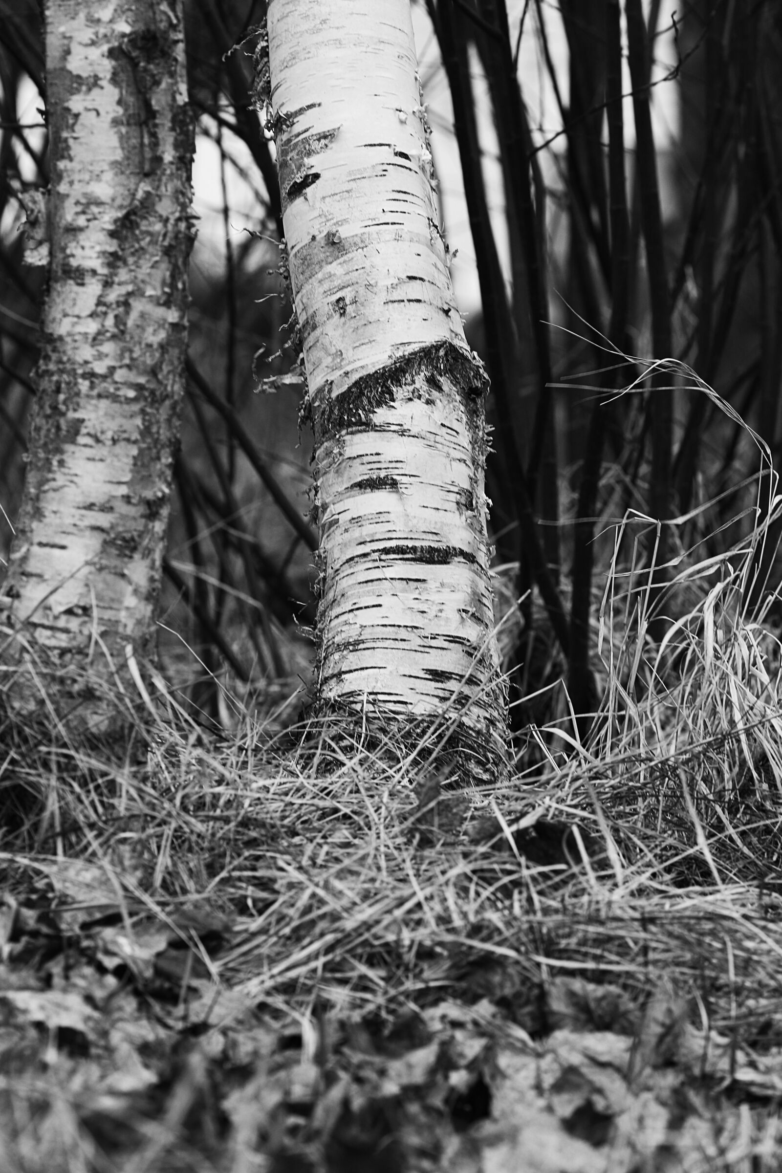 Canon EOS 7D Mark II + Canon EF 135mm F2L USM sample photo. Wood, tree, nature photography