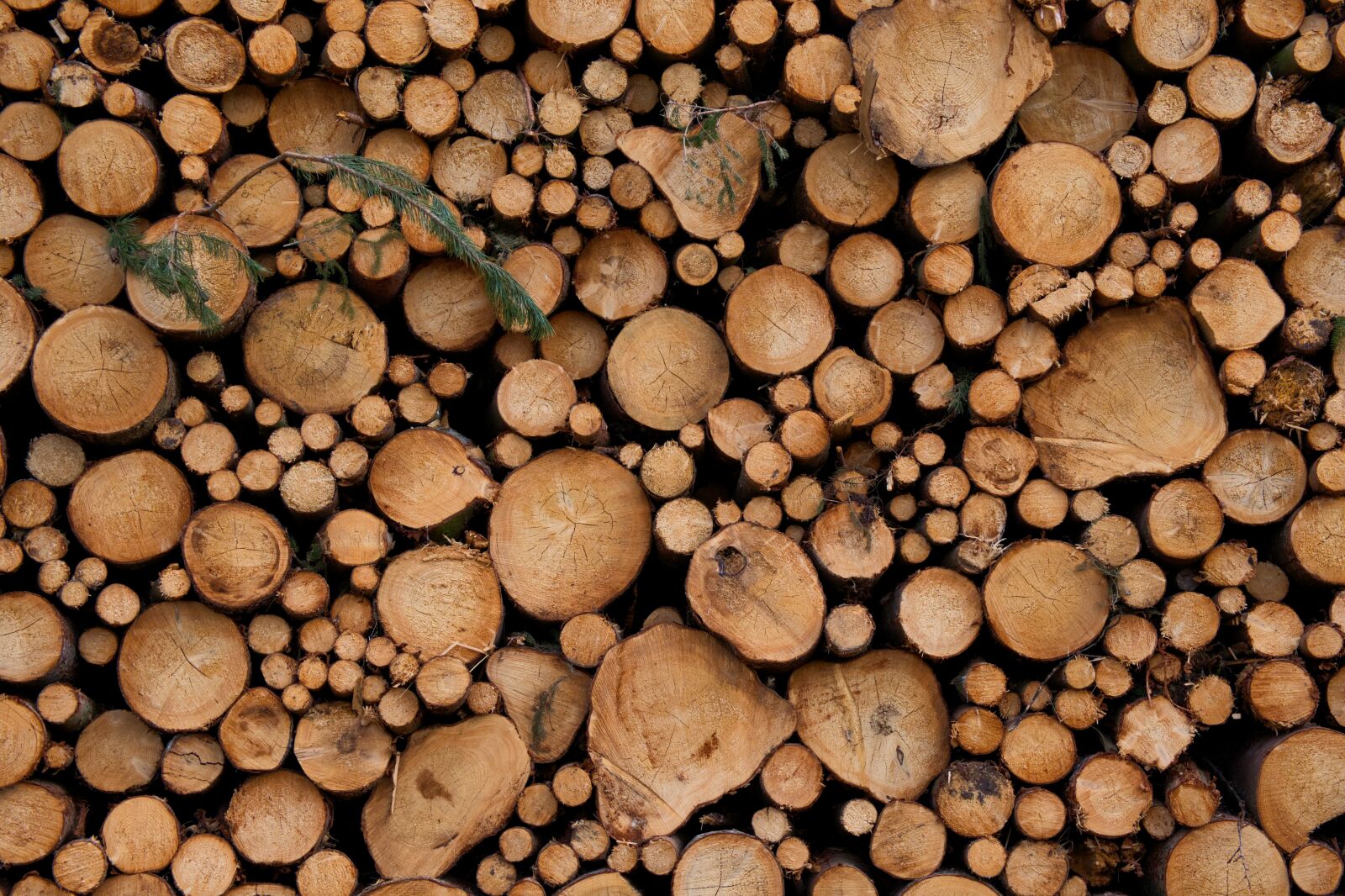 Fujifilm X-H1 sample photo. Wood, nature, deforestation photography