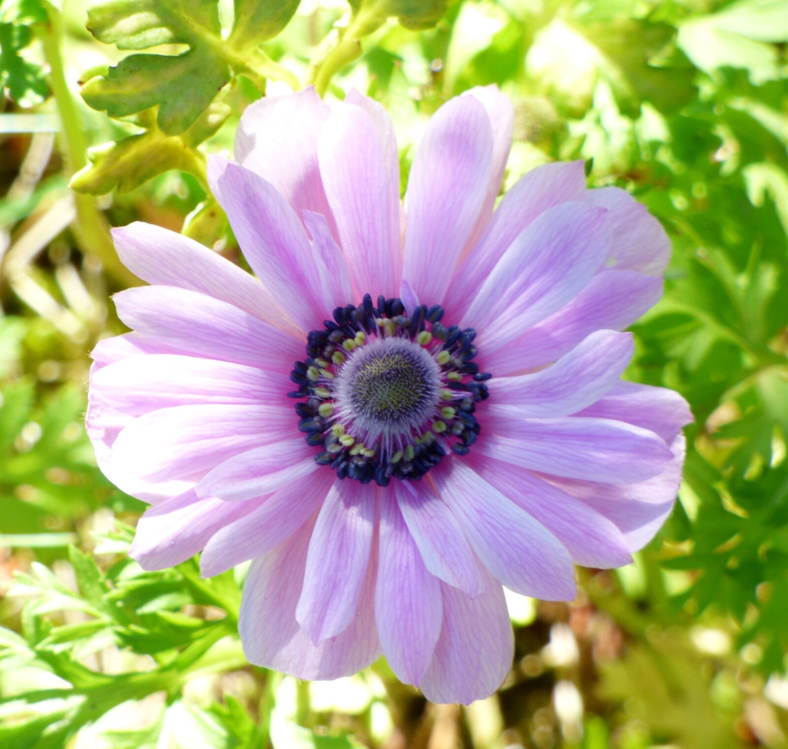 Panasonic DMC-FZ72 sample photo. Flower, purple, pink photography