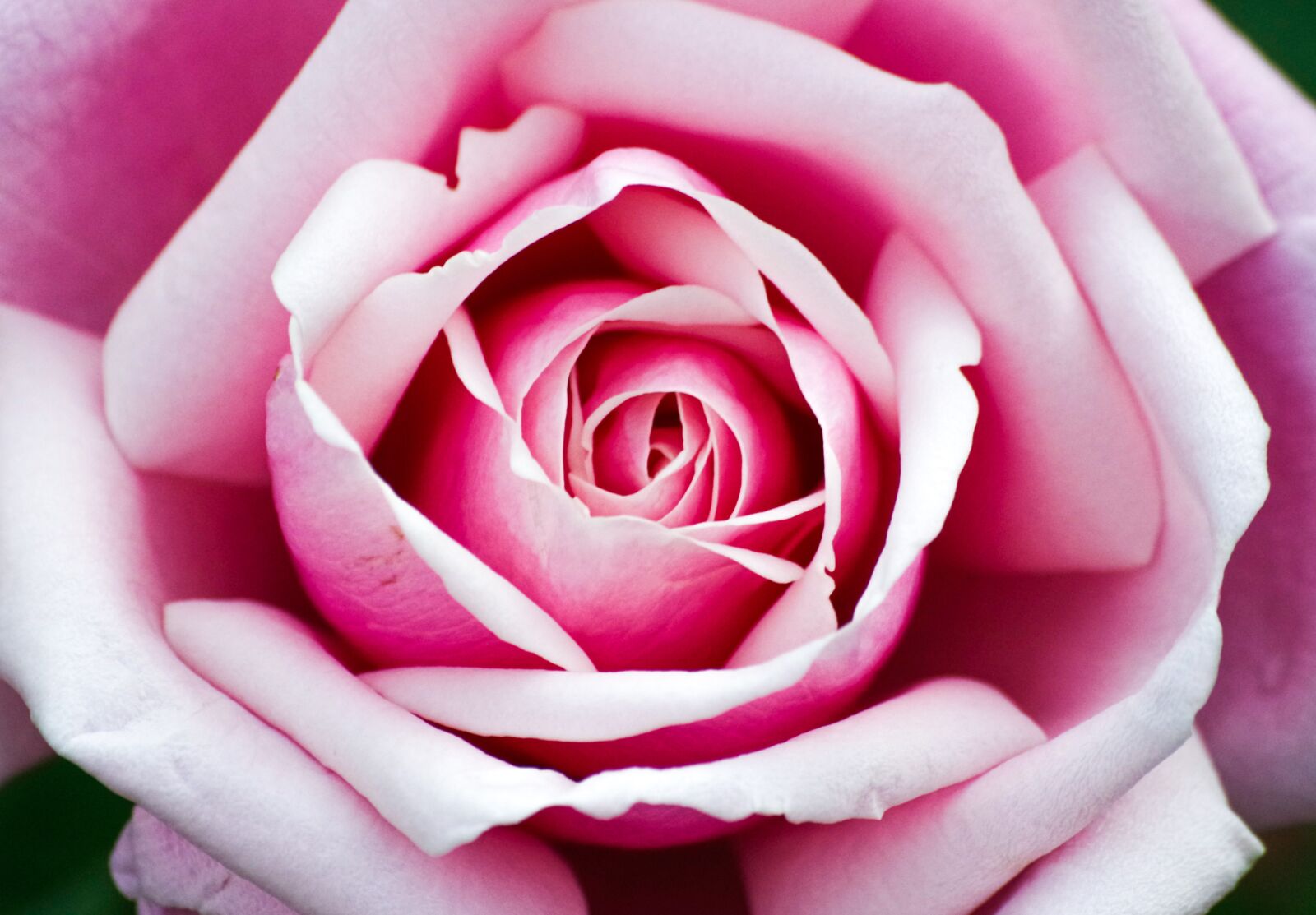Pentax K-30 + Sigma sample photo. Rose, blossom, bloom photography