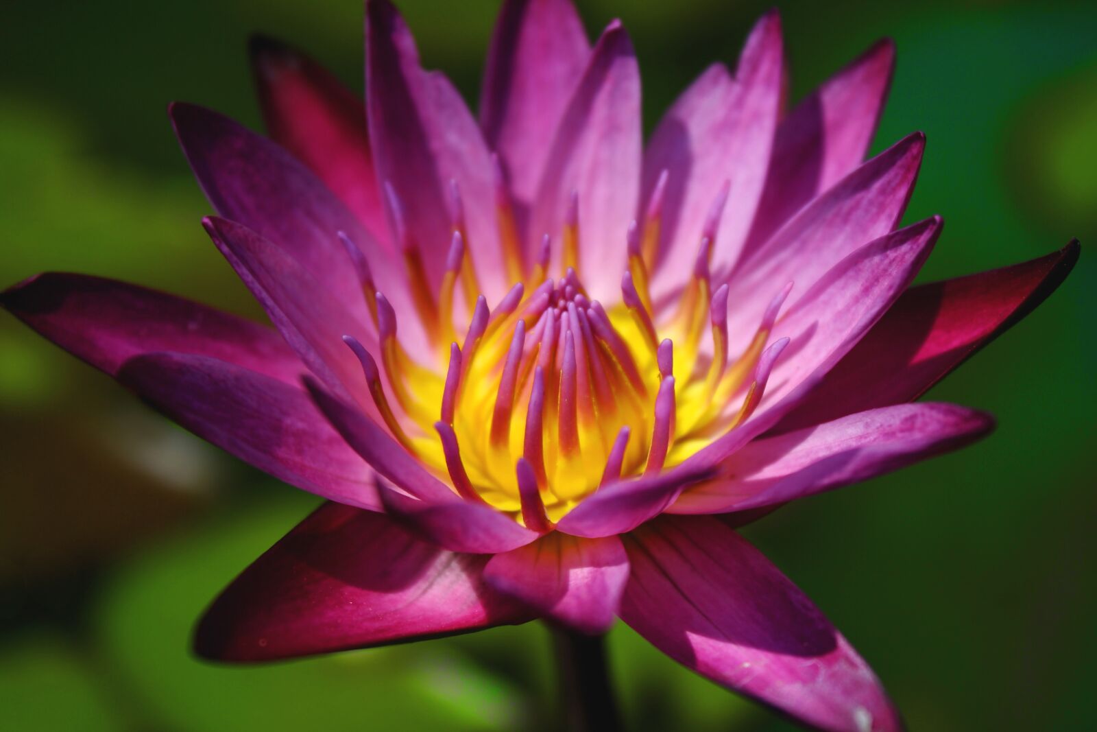 Canon EOS 1000D (EOS Digital Rebel XS / EOS Kiss F) sample photo. Lotus, nature, peace photography