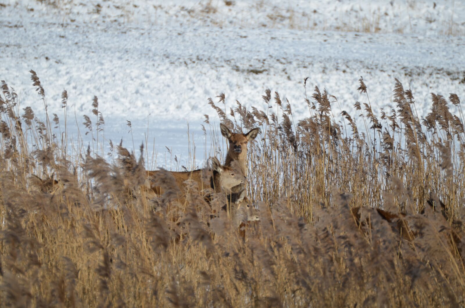 Nikon D5100 sample photo. Deer, nature, wild photography