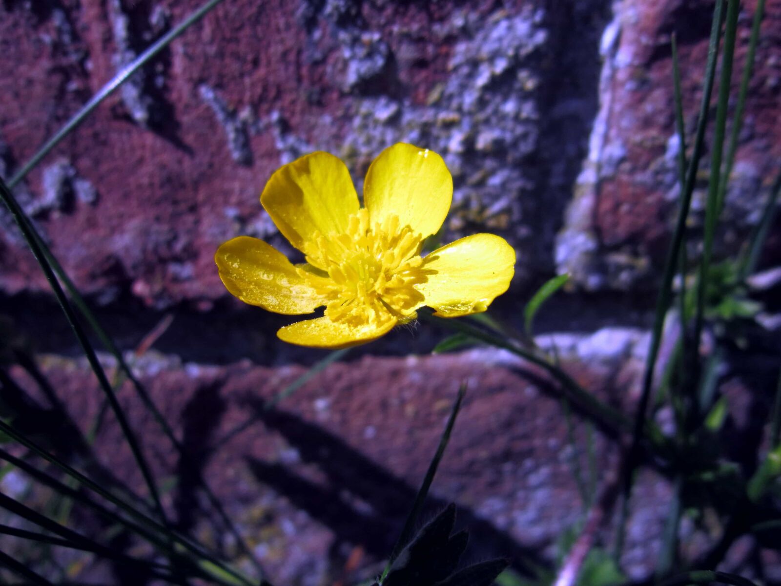 Canon PowerShot A3200 IS sample photo. Garden, flower, leaf, flora photography