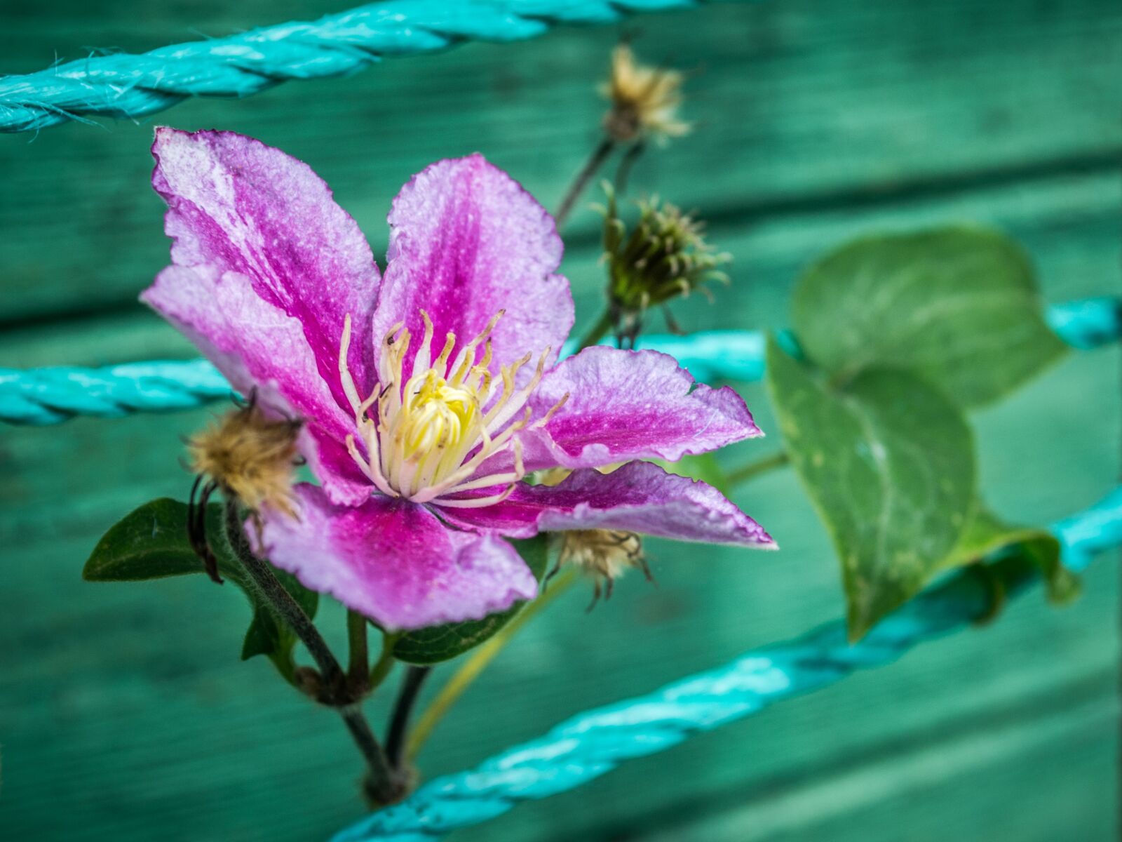 Nikon D3100 sample photo. Flower, plant, spring photography