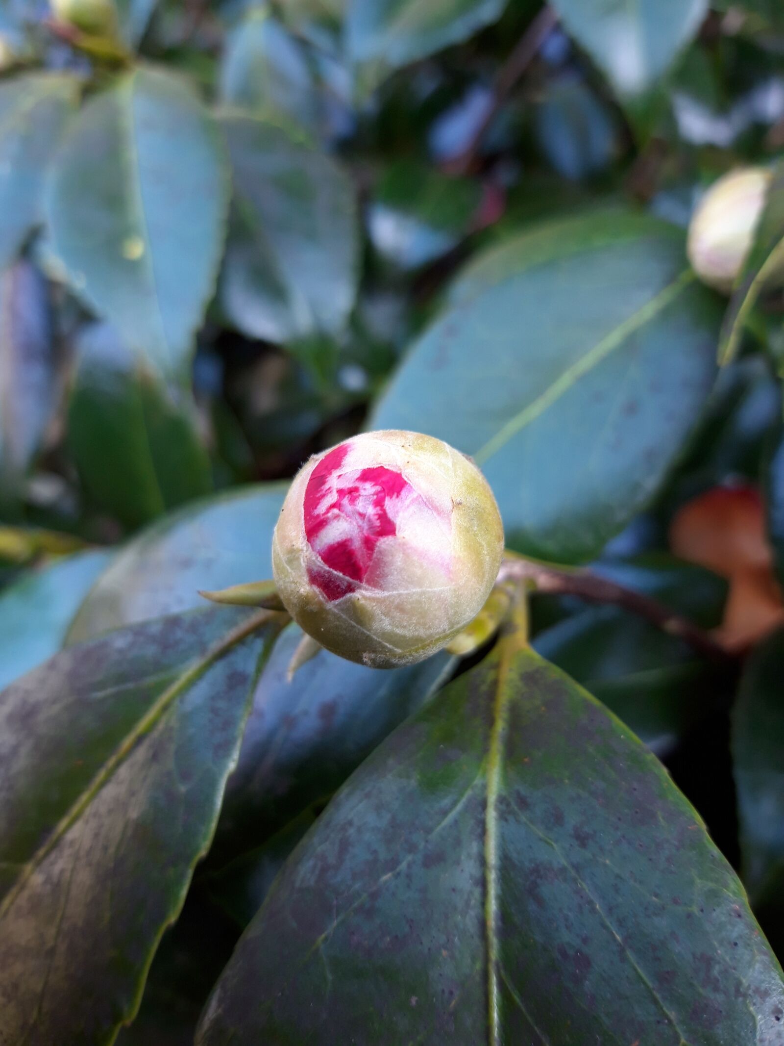 Samsung Galaxy A6 sample photo. Bud, spring, leaf photography