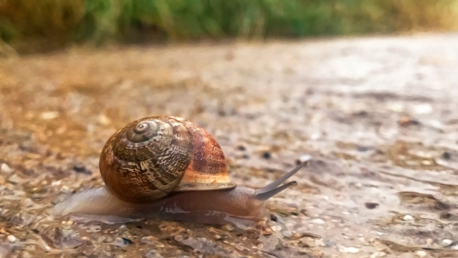 iPhone 7 back camera 3.99mm f/1.8 sample photo. Snail, burgundy snail, crawl photography
