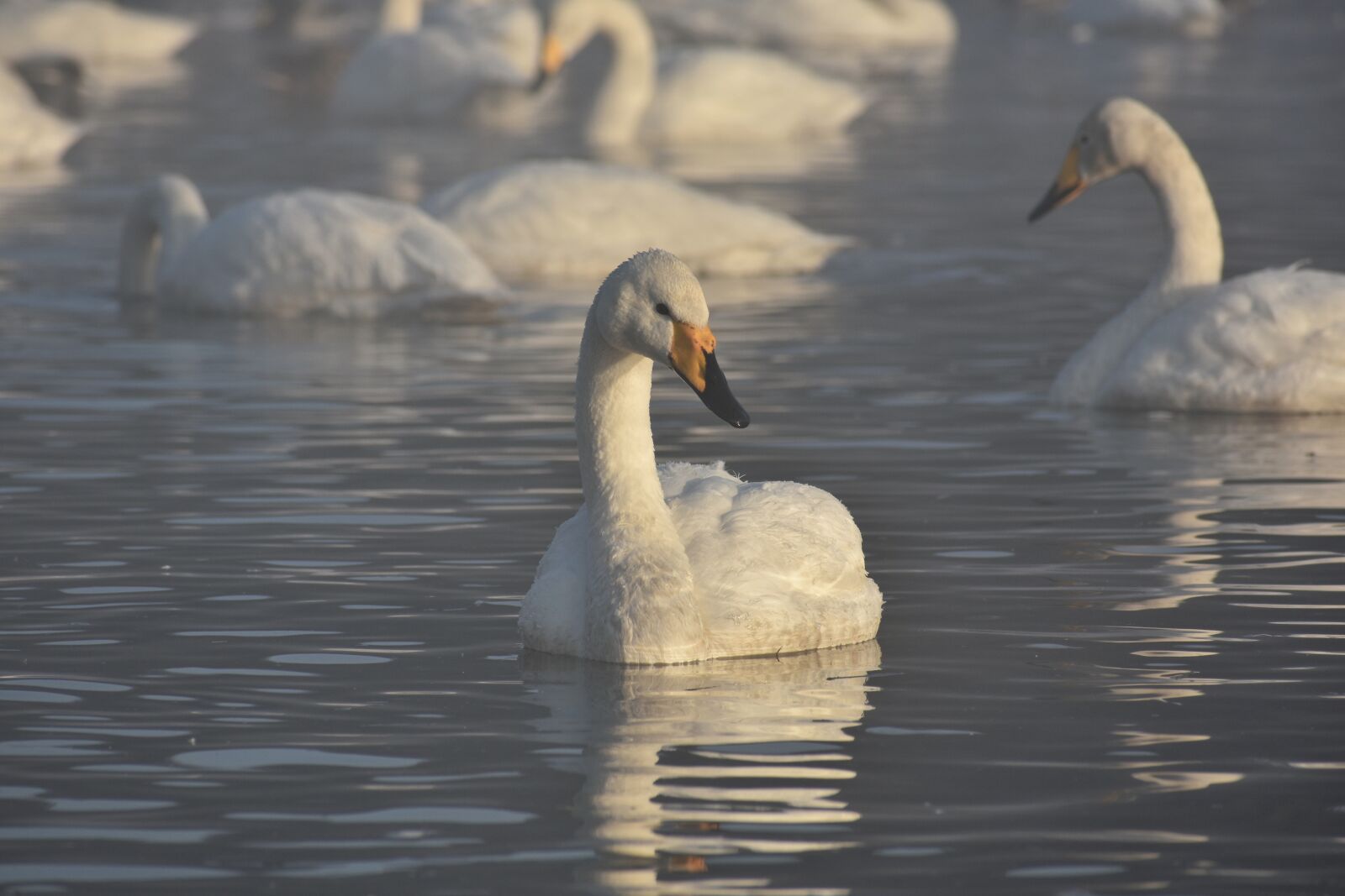 Nikon D7200 sample photo. Animal, lake, waterside photography