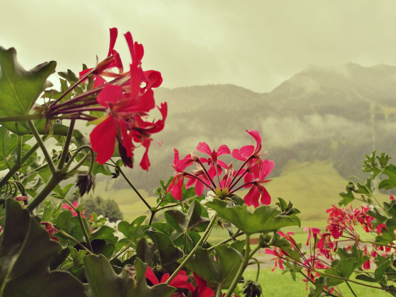 HUAWEI P9 sample photo. Flowers, alps, austria photography
