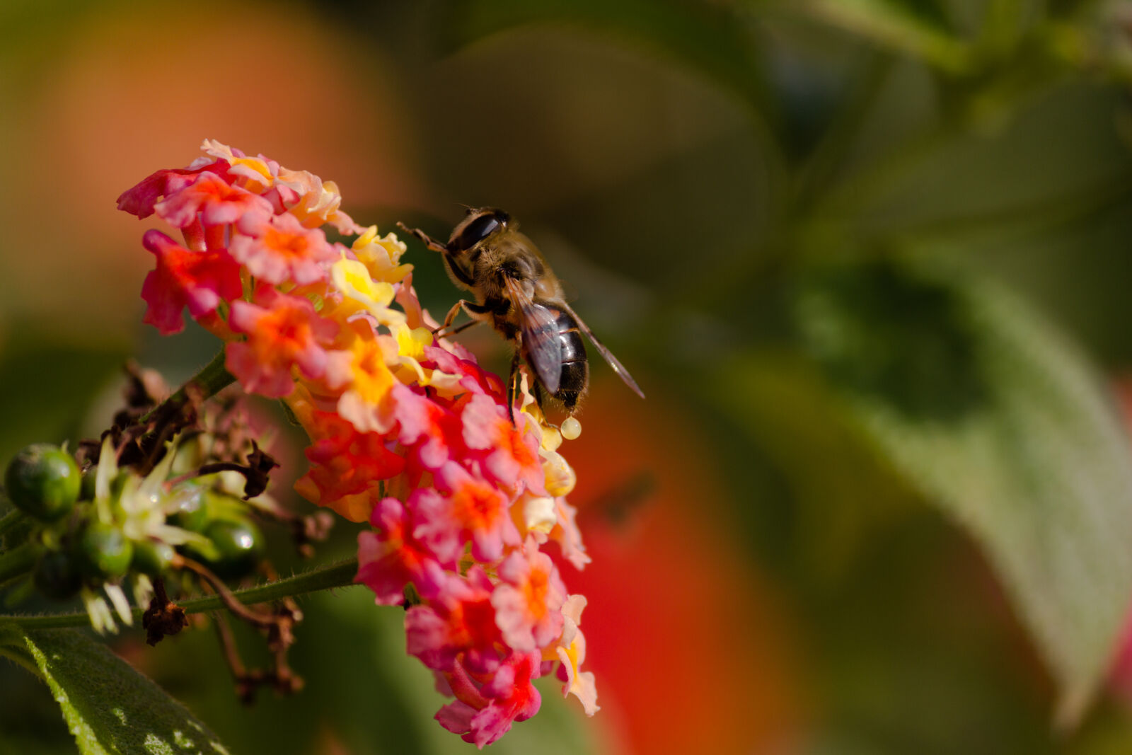 Canon EOS 60D sample photo. Bee, bee, on, flower photography