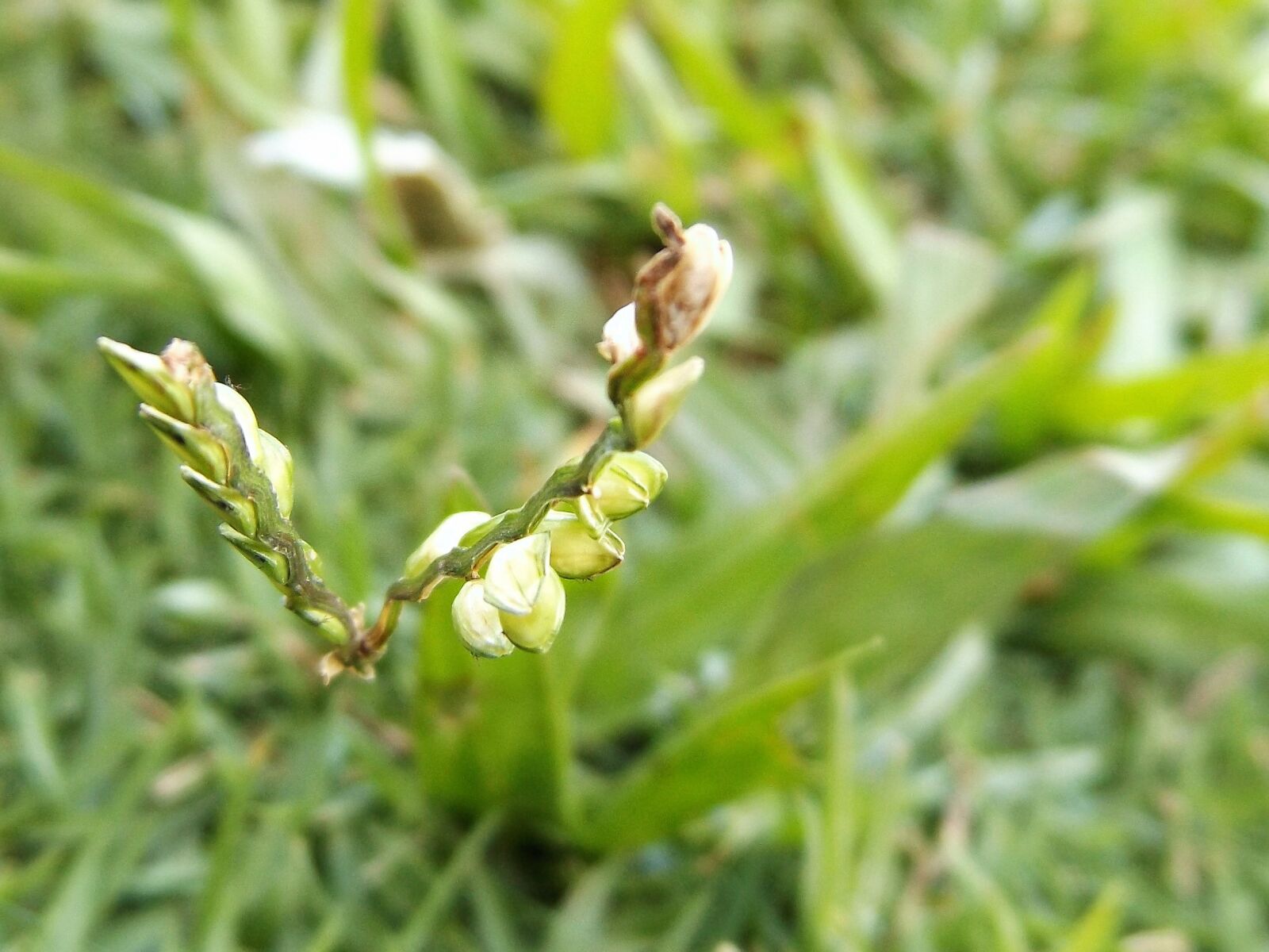 Fujifilm FinePix S8600 sample photo. Flower, of, grass photography