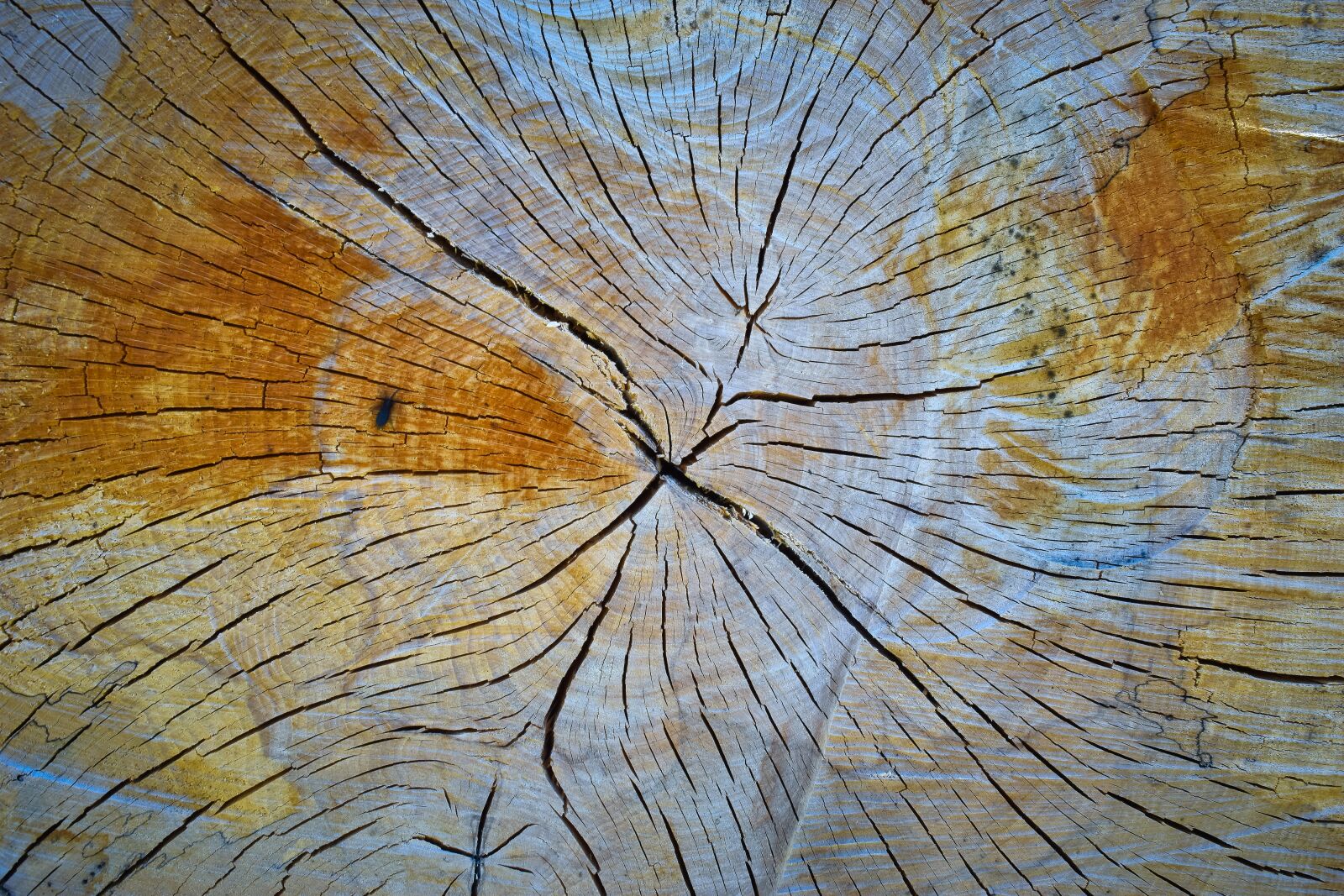 Nikon D3300 sample photo. Wood, tree, nature photography
