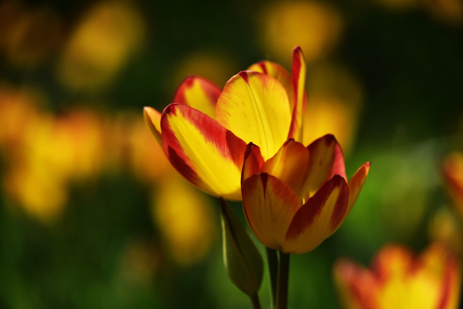 Nikon D810 sample photo. Flower, plant, flowers photography