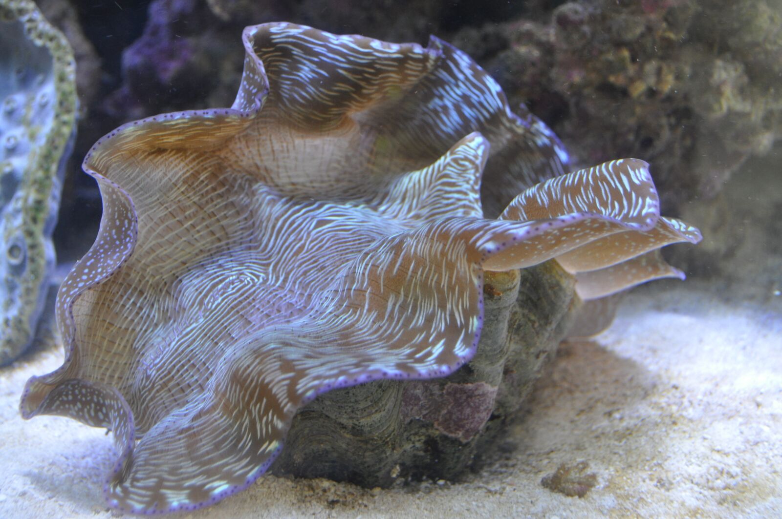 Nikon D5000 sample photo. Shell, salt water, aquarium photography