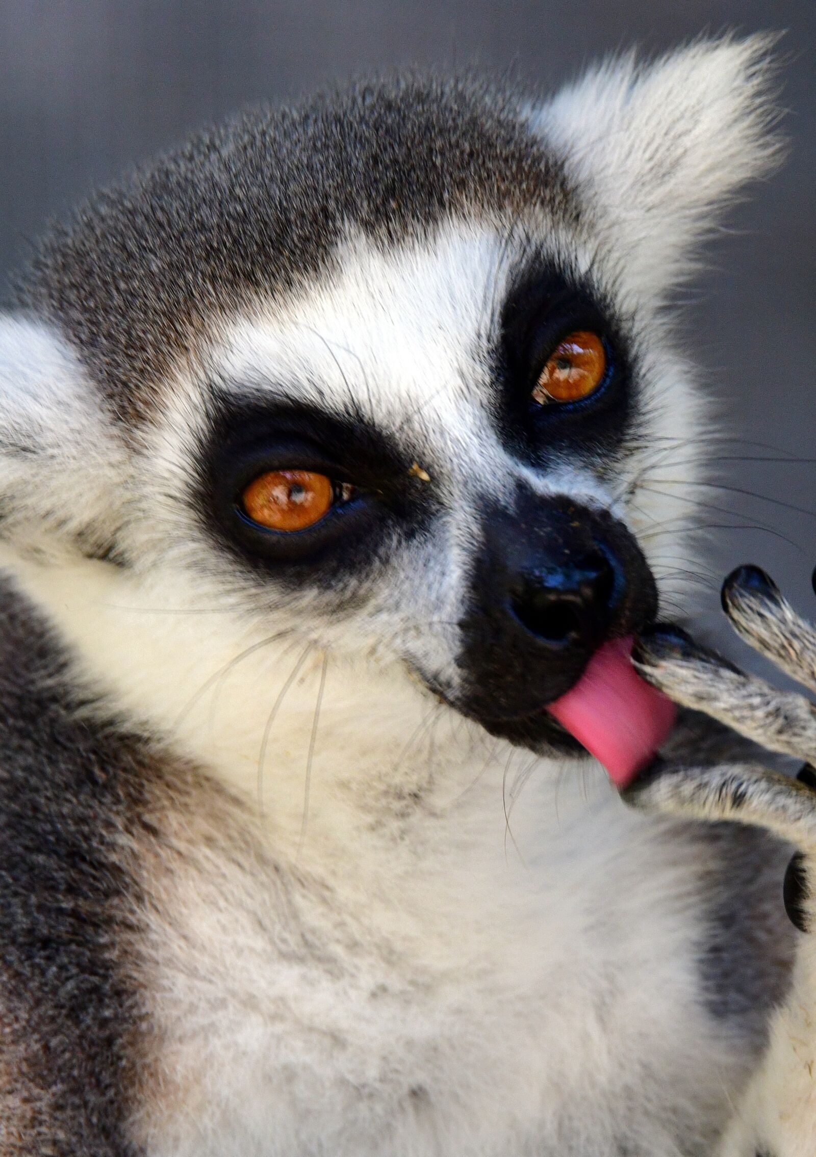 Nikon D850 sample photo. Monkey, tongue, eyes photography